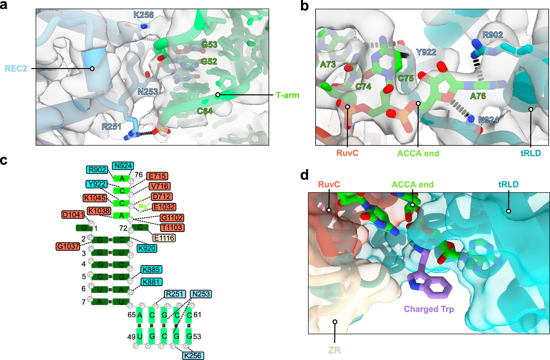 Extended Data Fig. 6: Detailed interactions between activated Ba1Cas12a3 and tRNAAla(UGC).