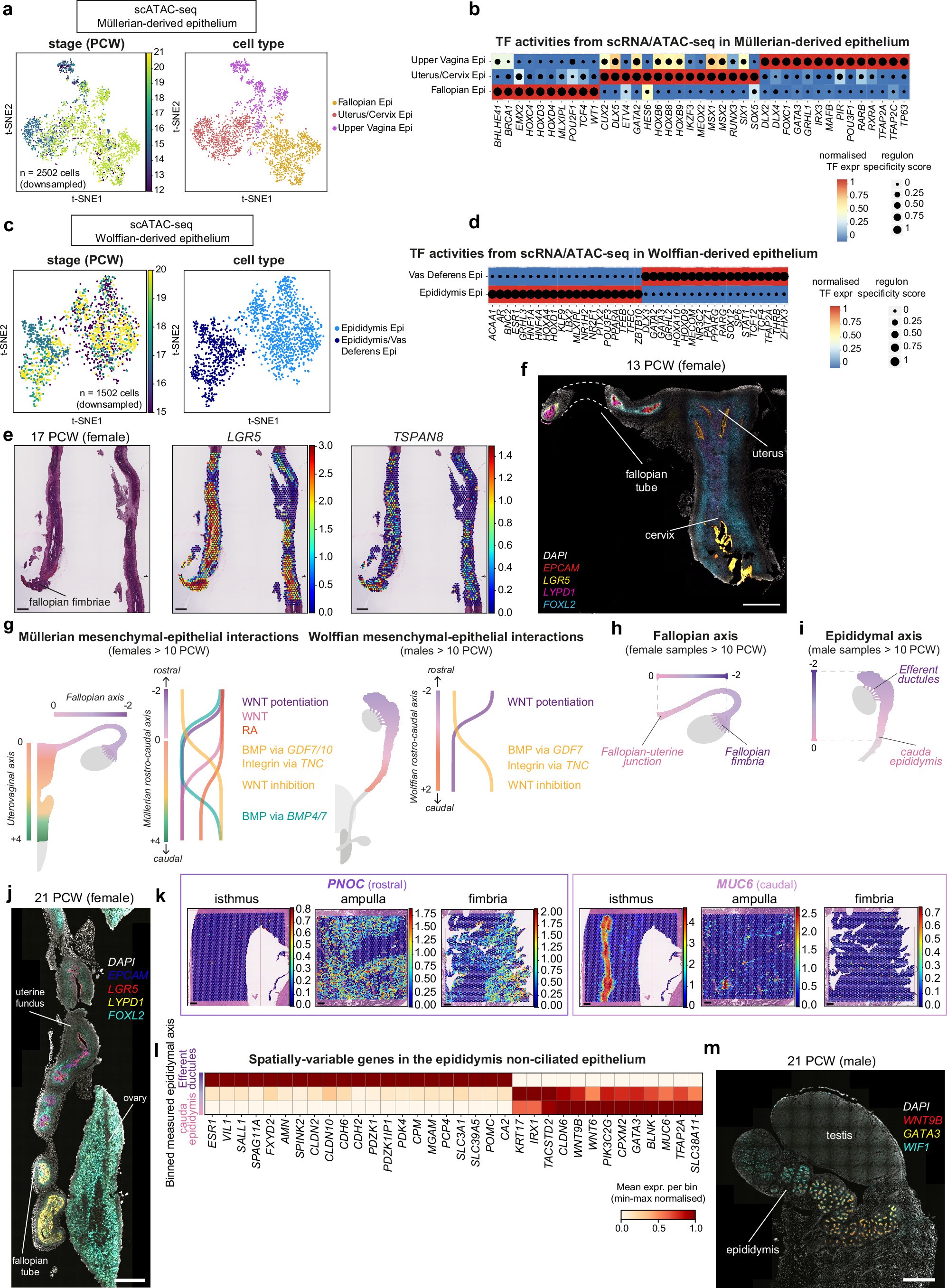 Extended Data Fig. 7: Epithelial regionalisation along the differentiating Müllerian and Wolffian ducts and within the fallopian tube and epididymis.