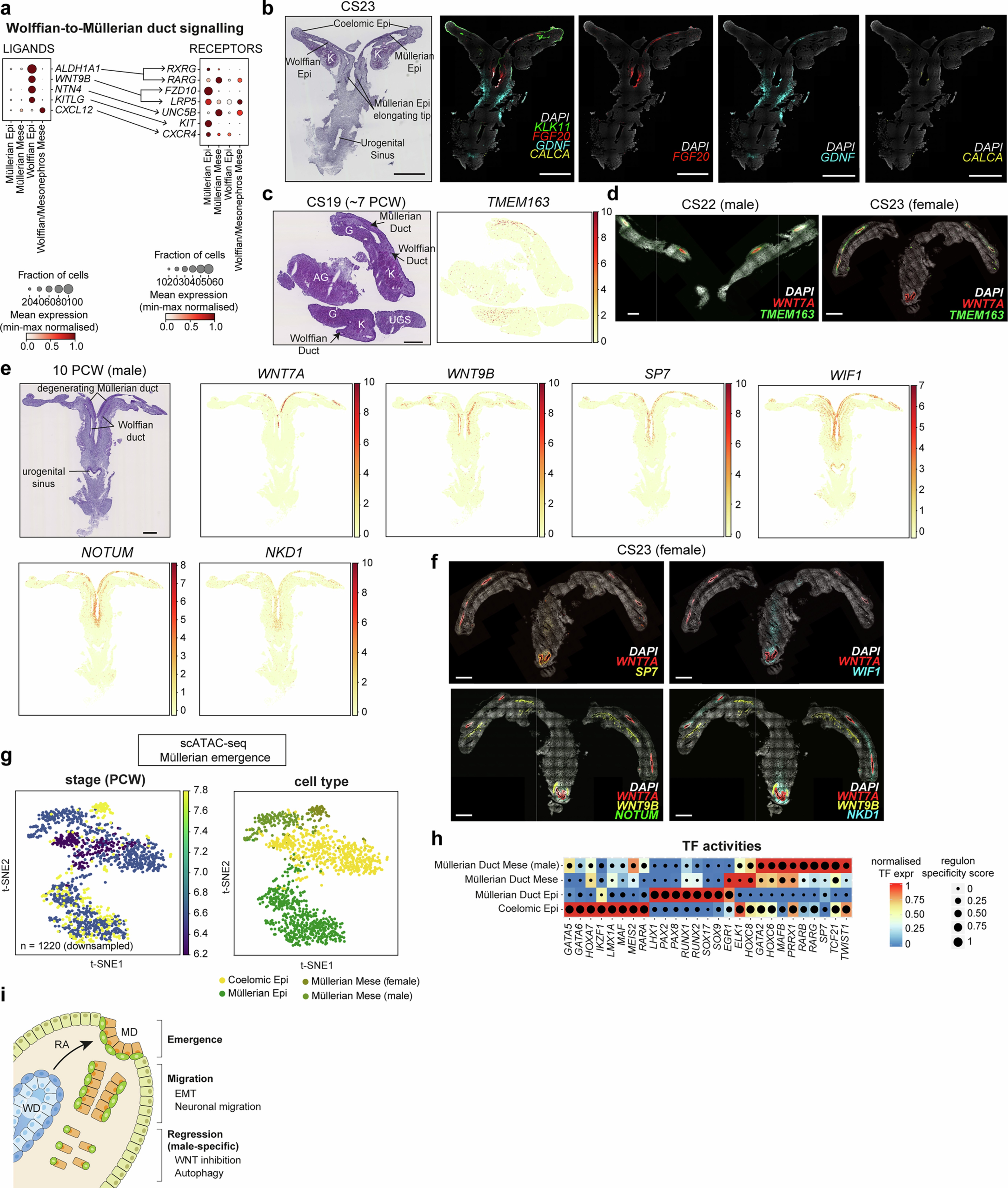 Extended Data Fig. 4: Ontology, migration and regression of the Müllerian duct.