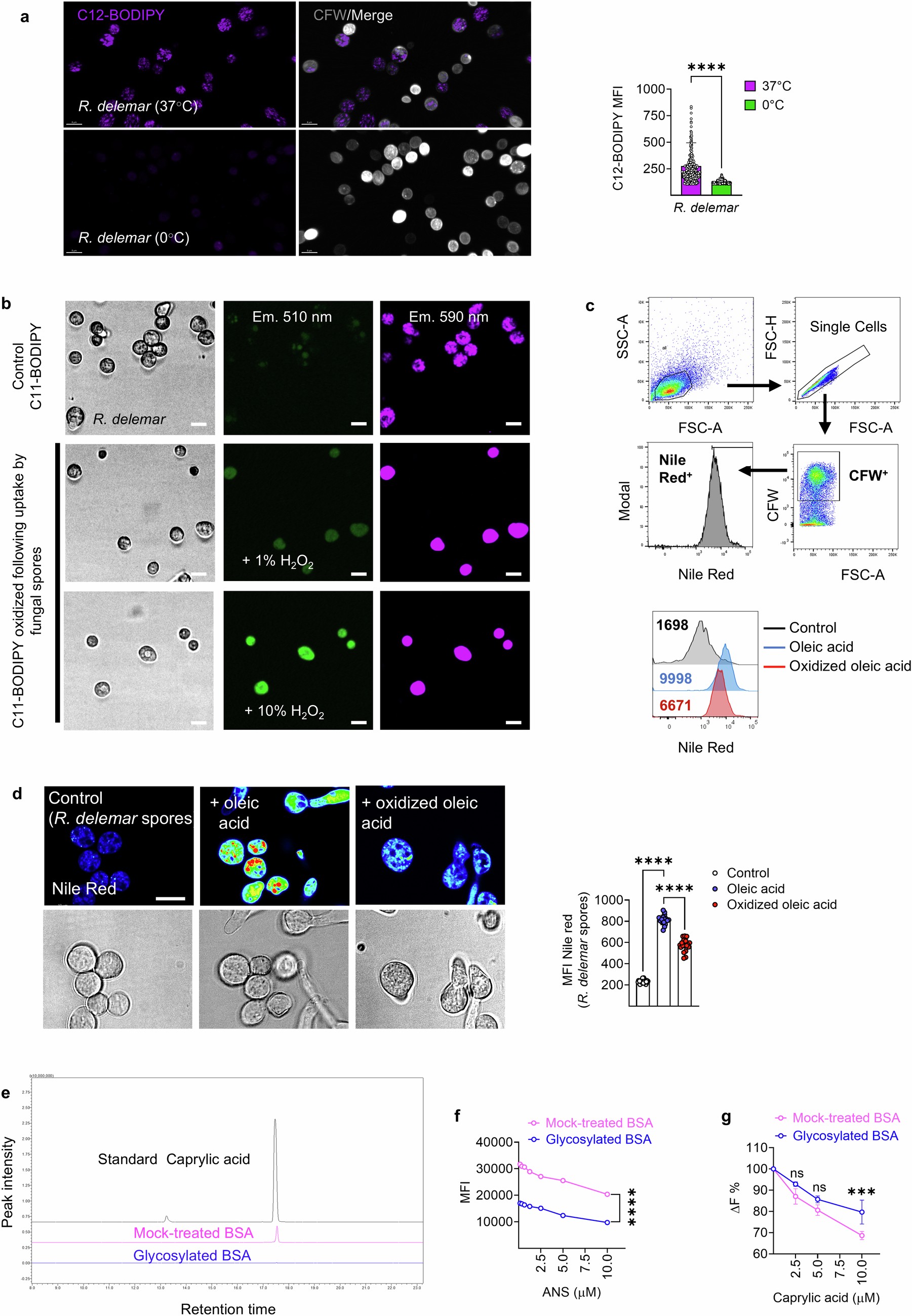 Extended Data Fig. 5: Active uptake of non-oxidized FFAs by Mucorales.