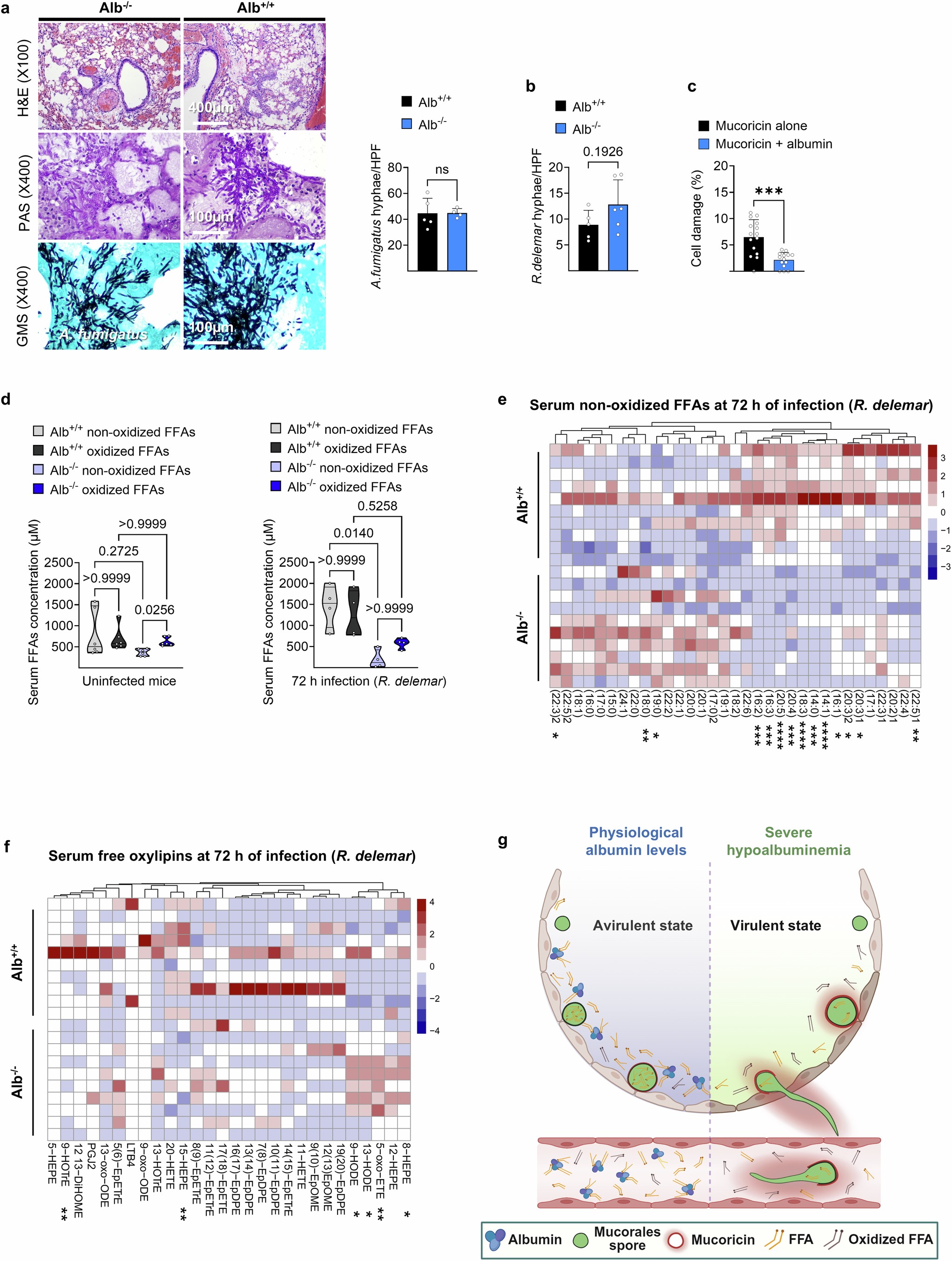 Extended Data Fig. 7: Albumin deficiency compromises serum FFA composition and increases susceptibility to mucormycosis.
