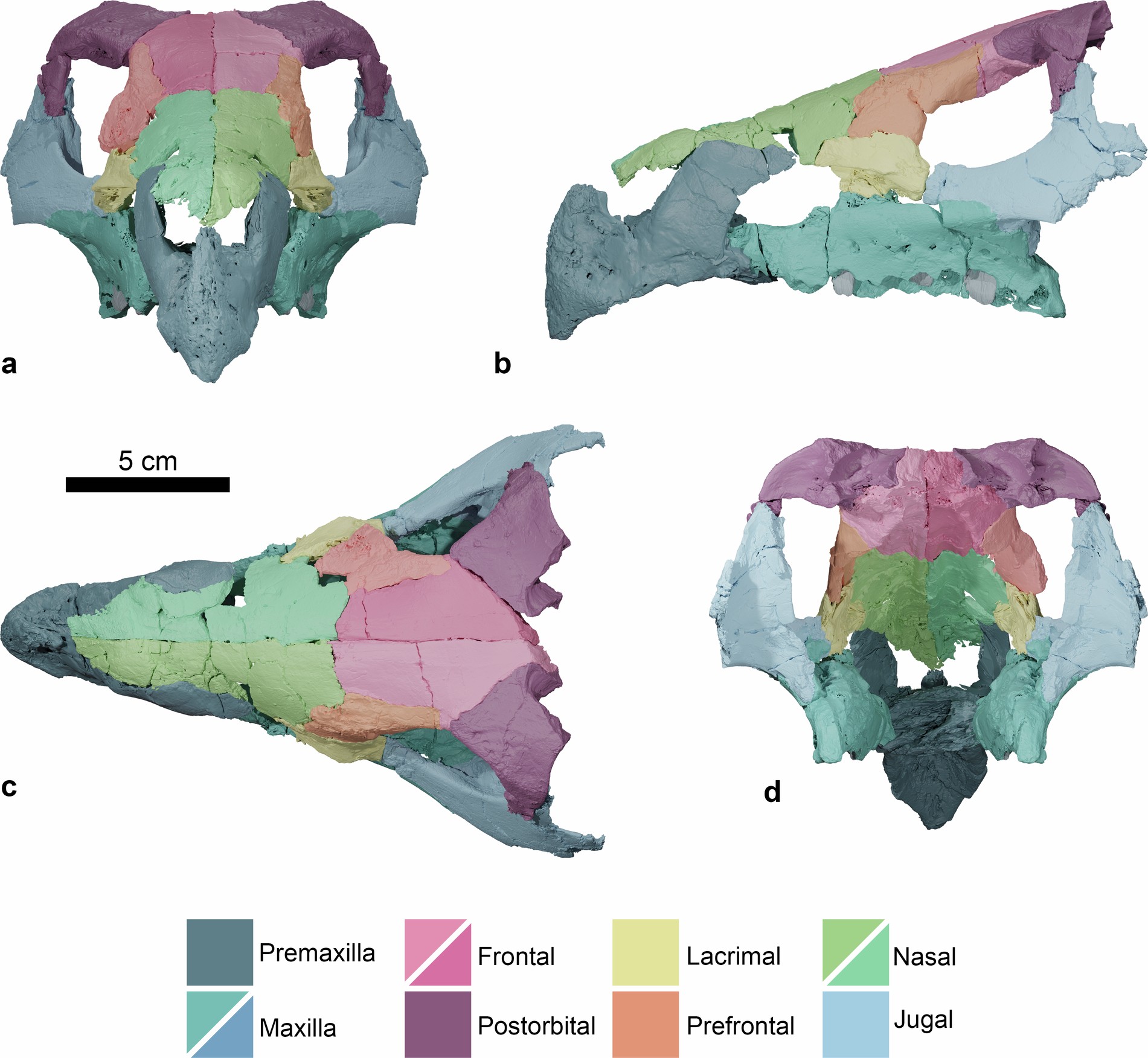 Extended Data Fig. 2: Retrodeformed skull of MTM 2025.1.1, Ajkaceratops kozmai.