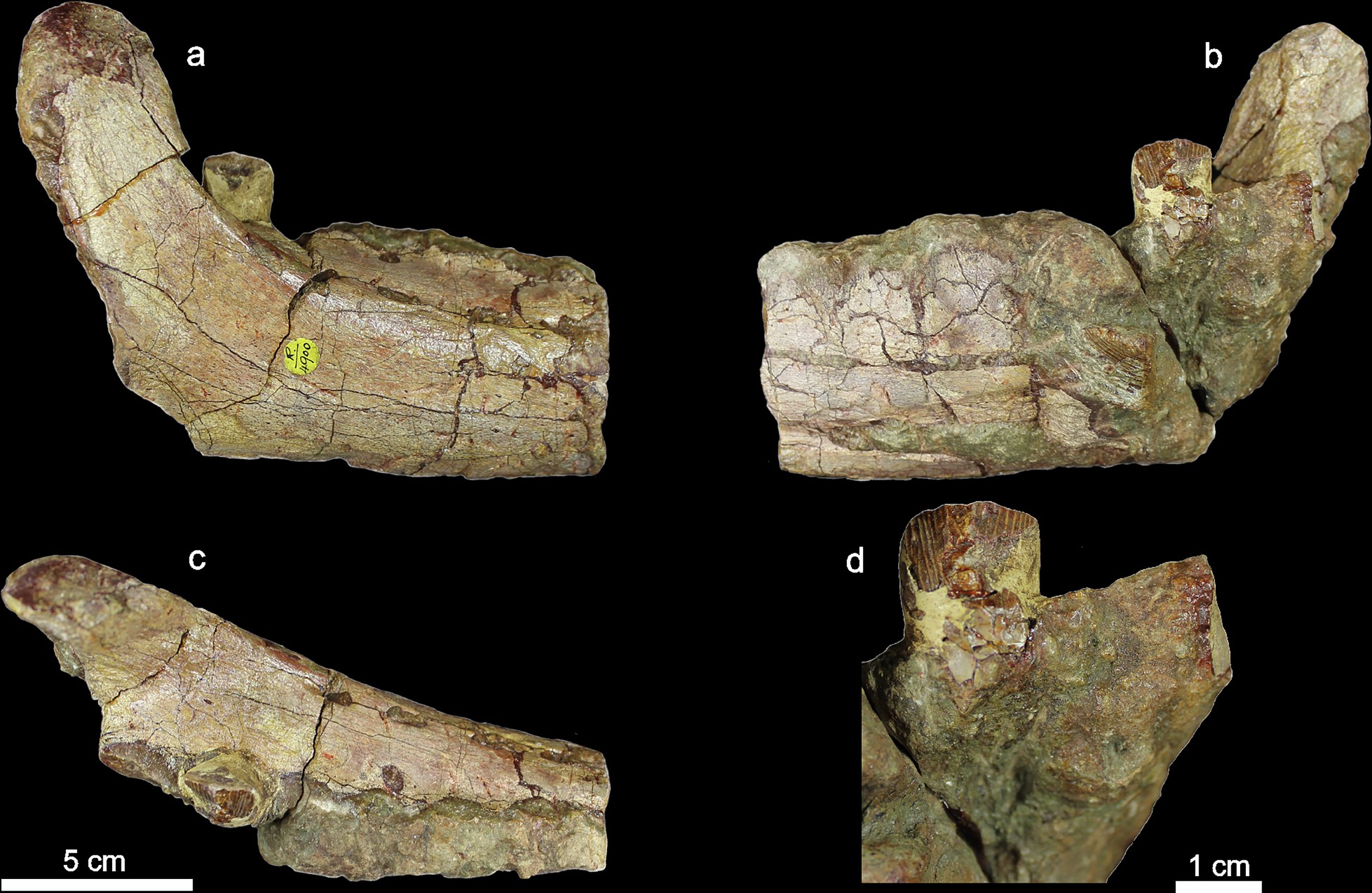 Extended Data Fig. 4: Partial right dentary of Ferenceratops shqiperorum, NHMUK PV R 4900.