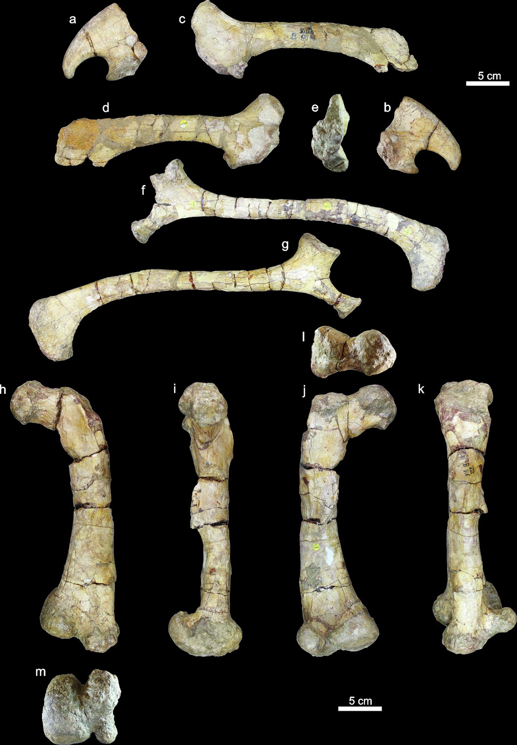 Extended Data Fig. 5: Selected postcranial elements of Ferenceratops shqiperorum, NHMUK PV R 4900.