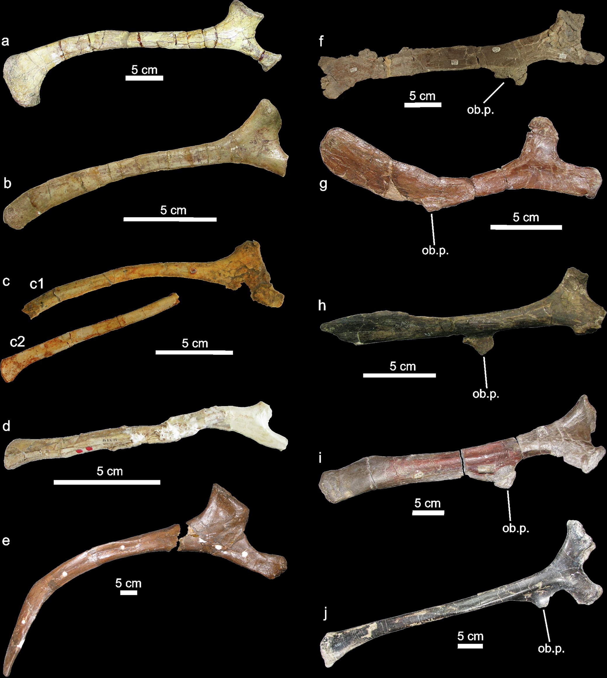 Extended Data Fig. 6: Ischia of a variety of cerapodan dinosaurs in lateral view and drawn to the same length for comparison.
