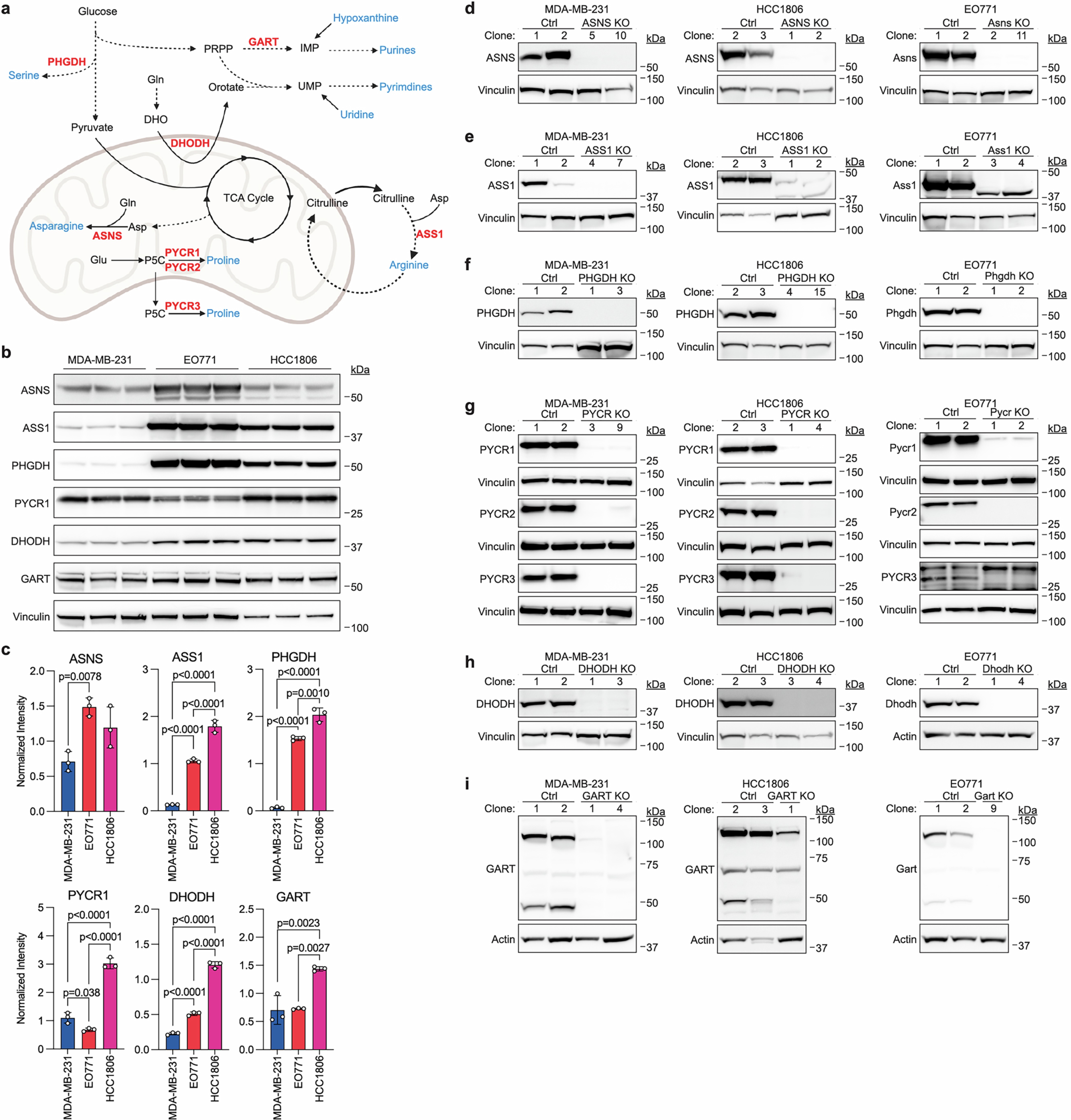 Extended Data Fig. 5: Validation of amino acid and nucleotide synthesis gene knockouts in breast cancer cells.