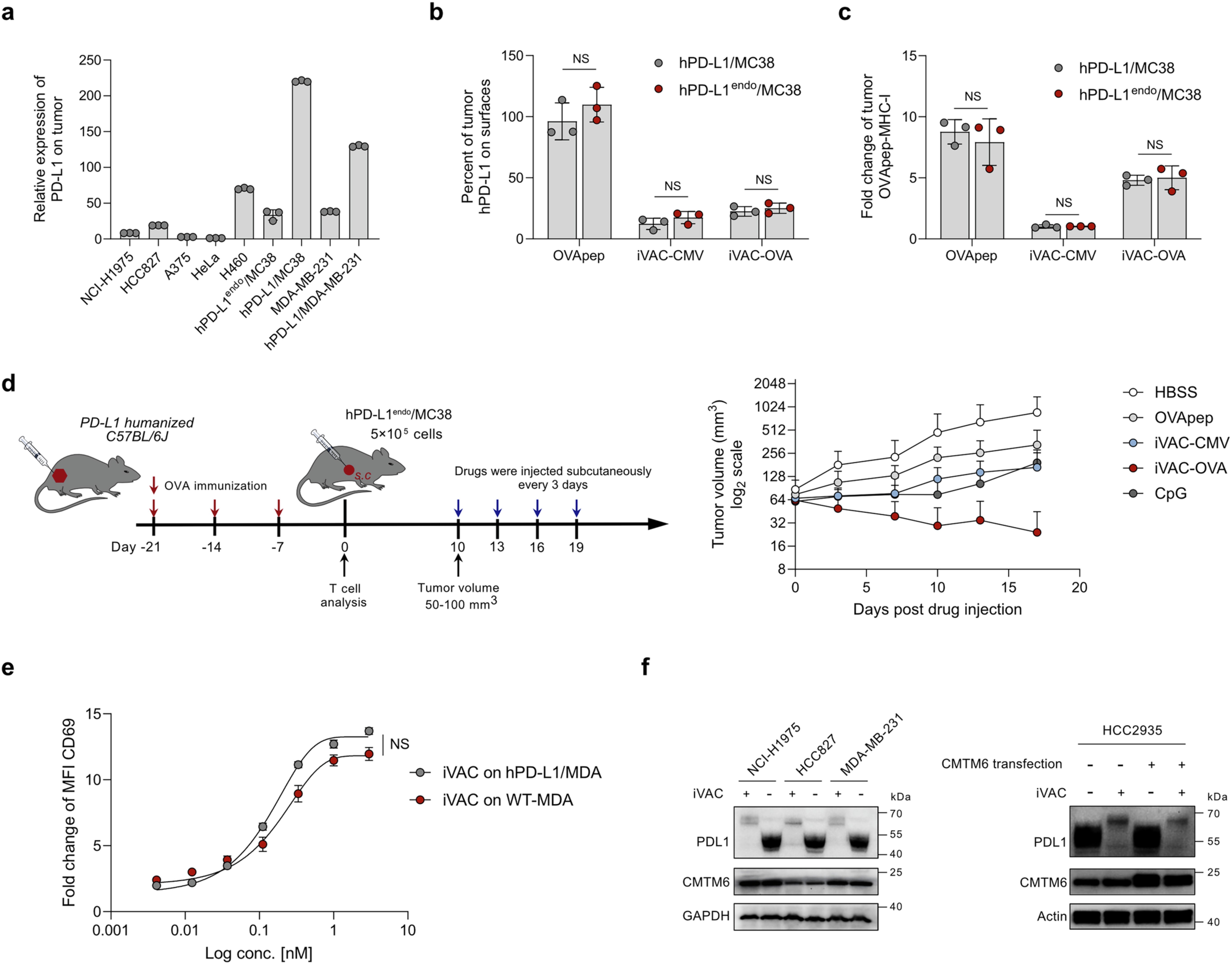 Extended Data Fig. 4: The endogenous PD-L1 expression level is sufficient for iVAC-induced exogenous antigen delivery and presentation.