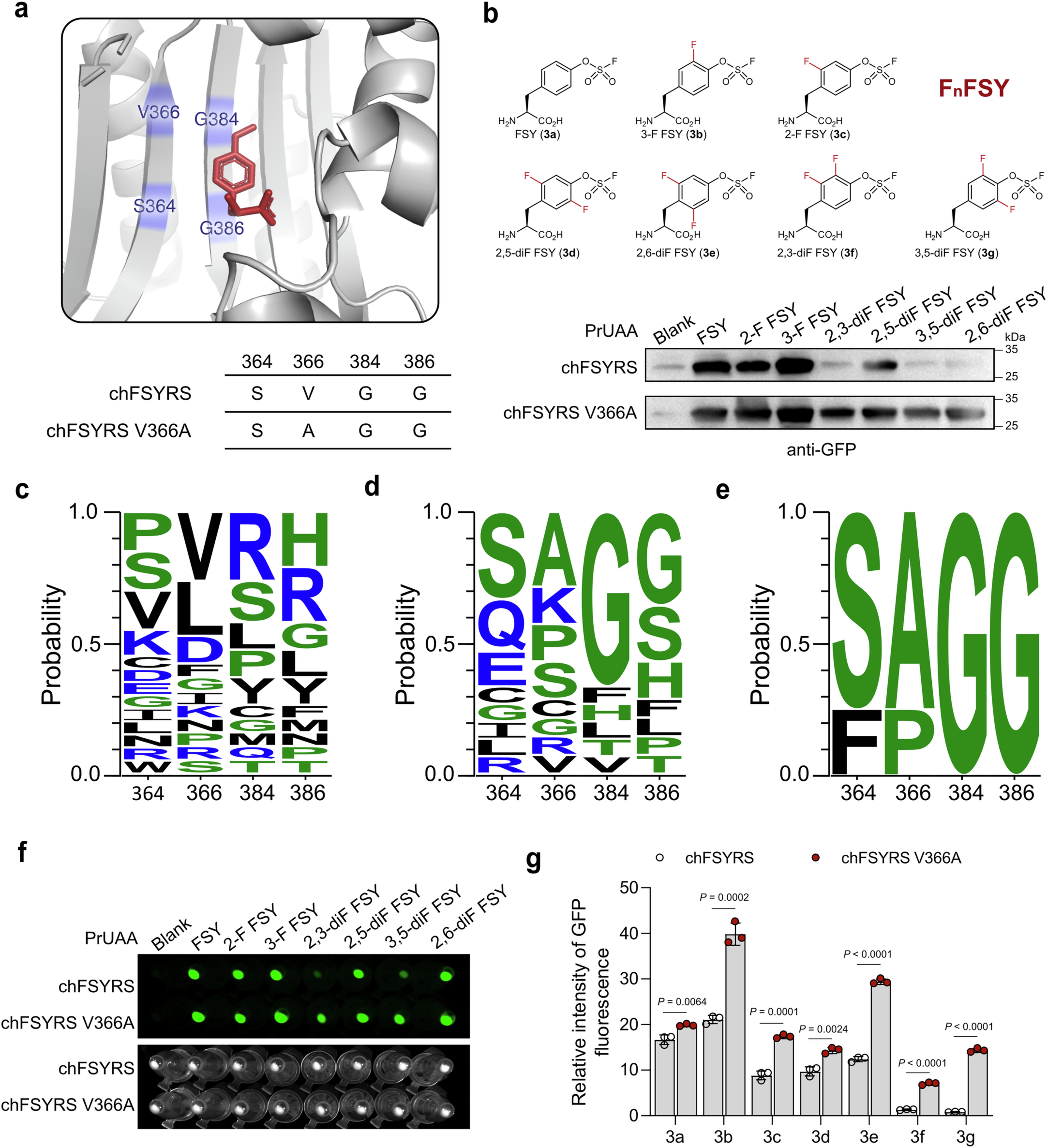 Extended Data Fig. 2: Engineering bioorthogonal aminoacyl-tRNA synthetase for site-specific incorporation of FnFSYs into GFP.