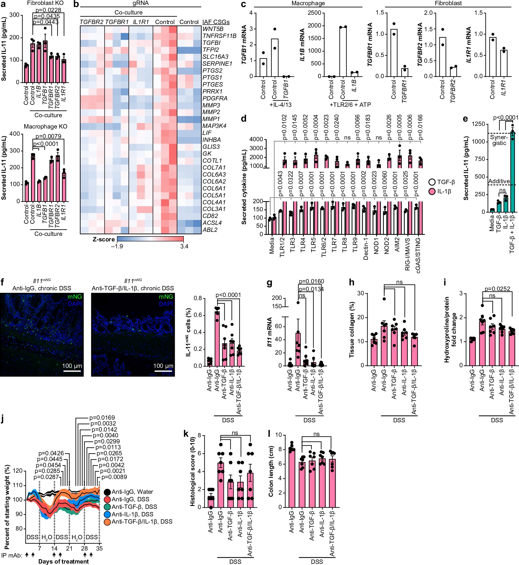 Extended Data Fig. 5: Inflammatory macrophages activate fibroblasts through both TGF-β and IL-1β.