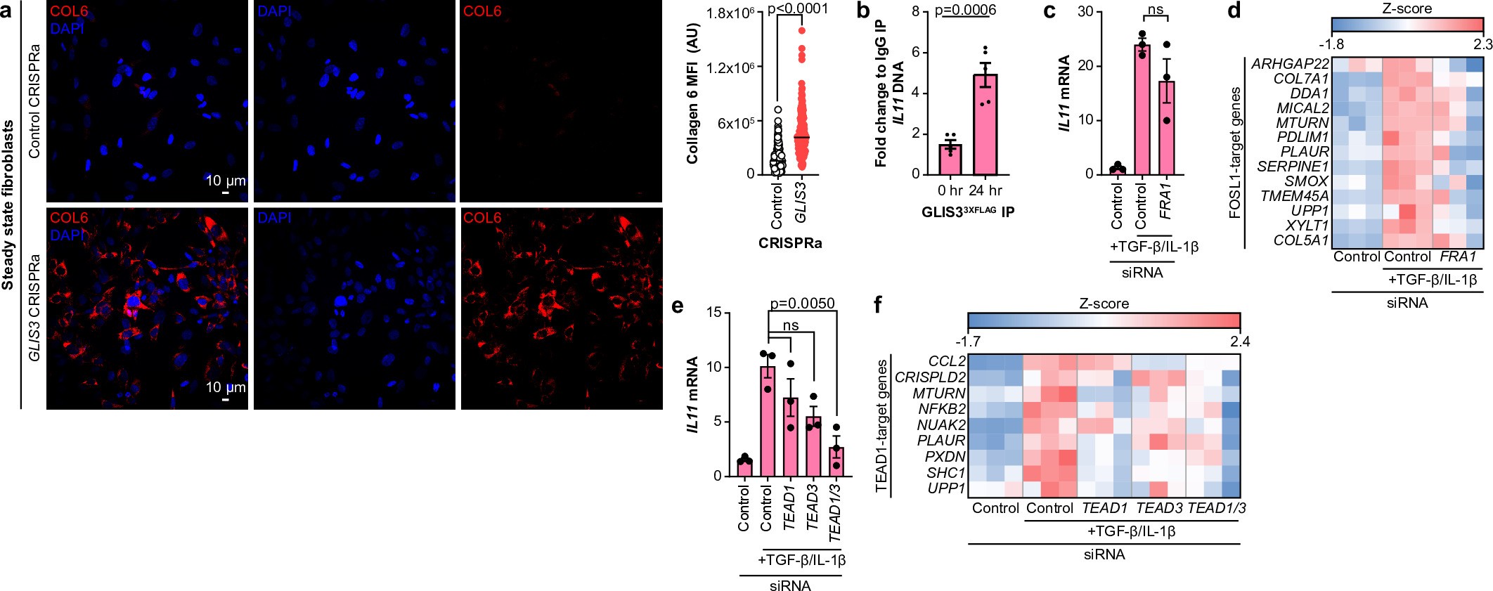 Extended Data Fig. 7: GLIS3 increases in the nucleus to regulate transcriptional control of the IAF gene program.