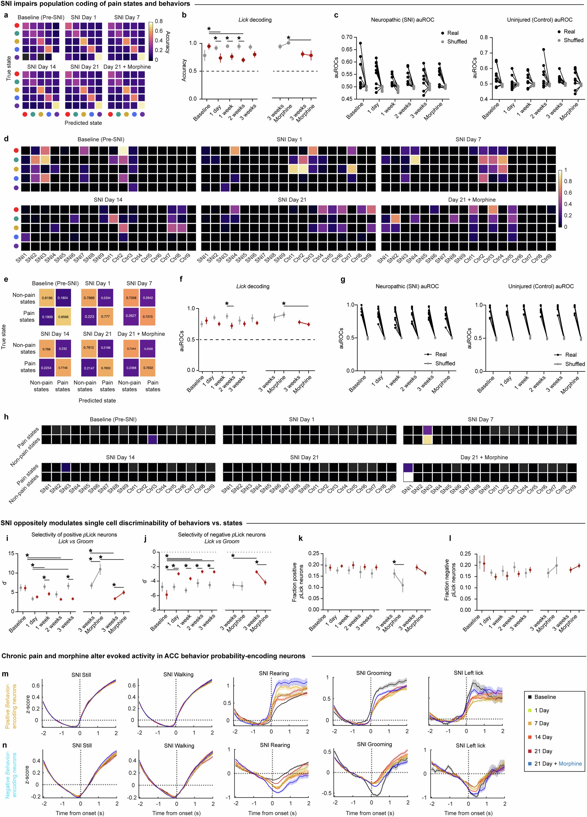 Extended Data Fig. 11: Chronic pain impairs encoding of behaviours and states in ACC.