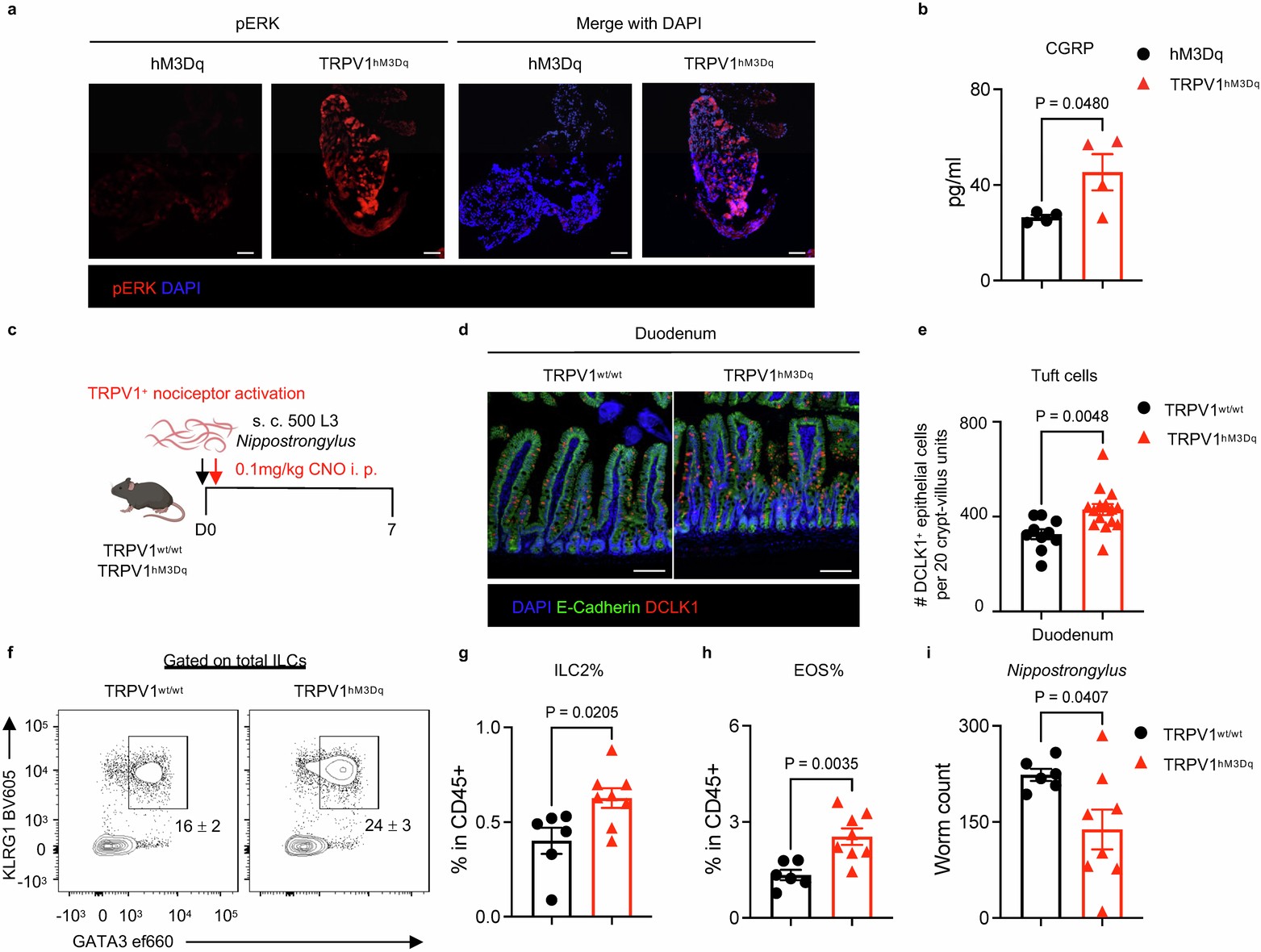 Extended Data Fig. 4: Acute activation of nociceptors promotes anti-helminth type 2 inflammation.