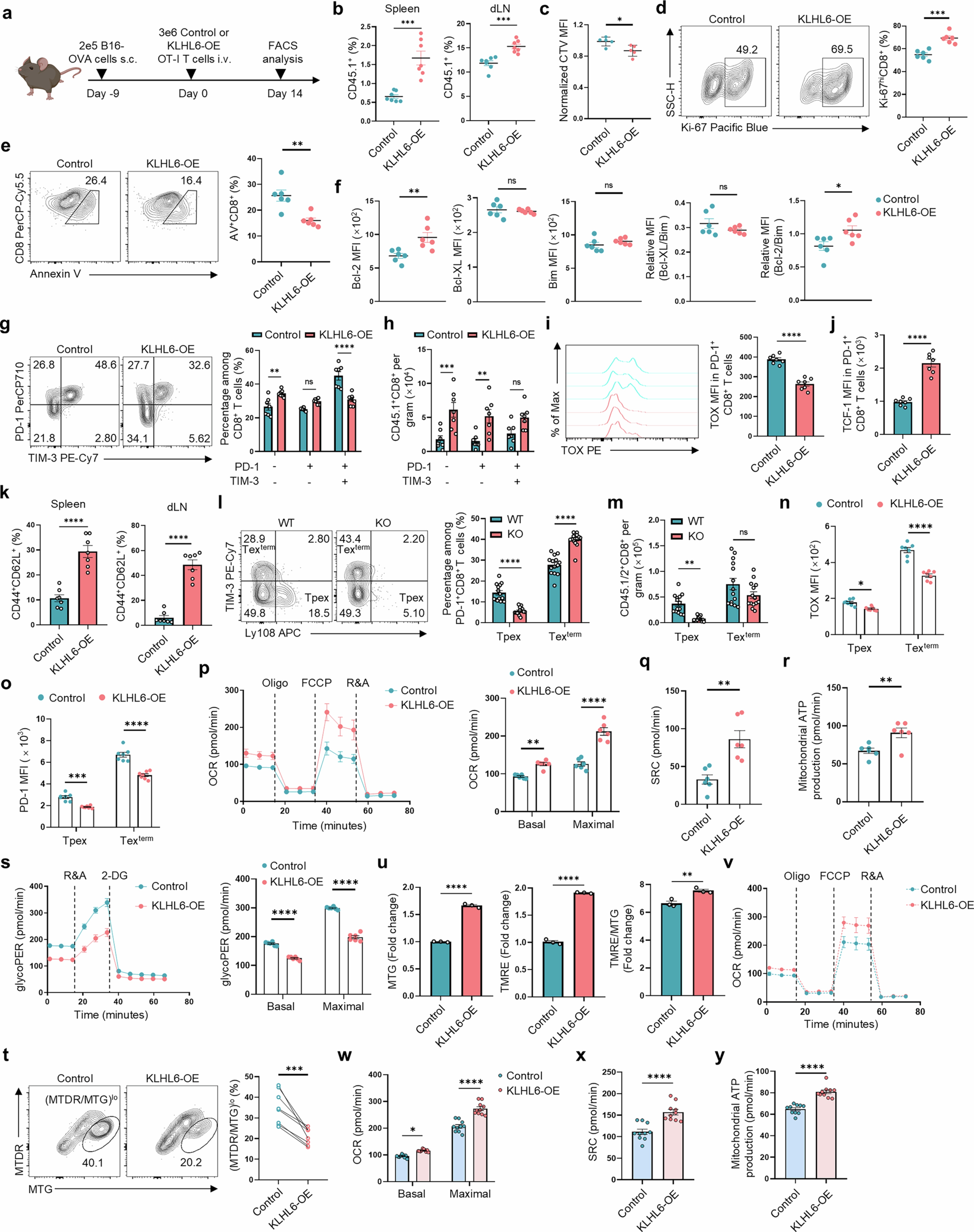 Extended Data Fig. 5: Enforced expression of KLHL6 restricts T cell exhaustion and promotes mitochondrial function.