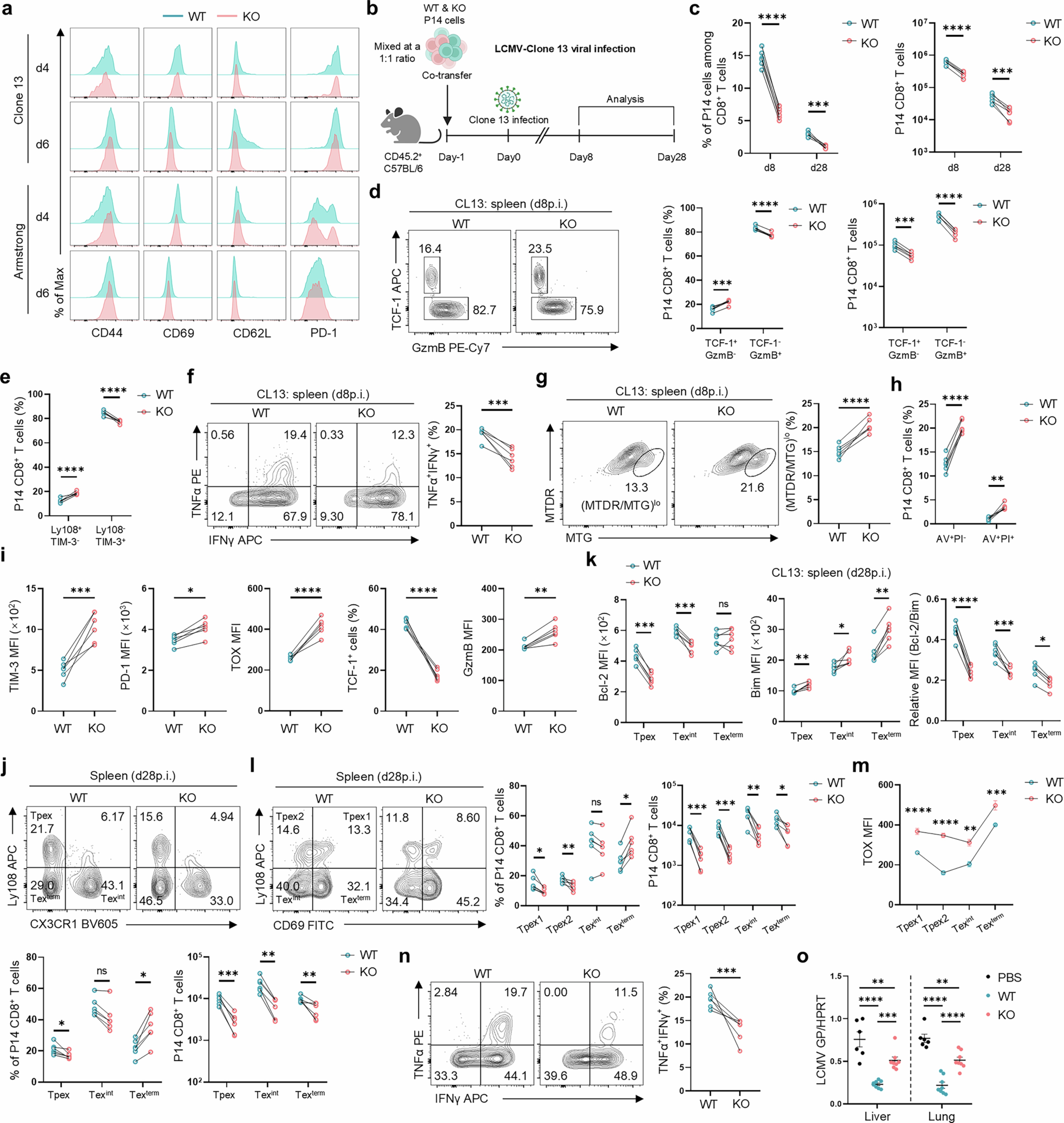 Extended Data Fig. 7: KLHL6 loss promotes Texterm cell differentiation during chronic infection.