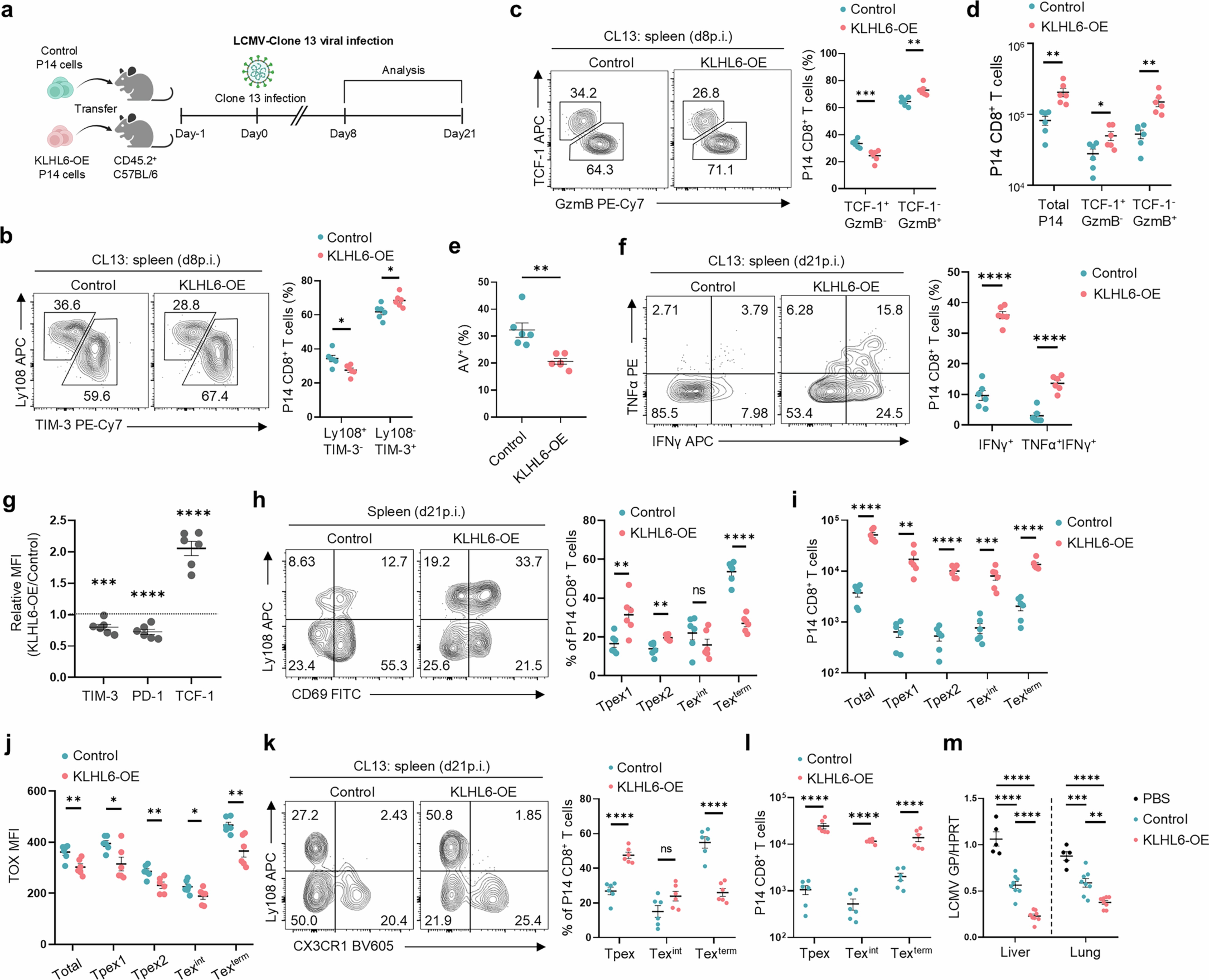 Extended Data Fig. 8: Enforced KLHL6 expression restrains exhaustion and boosts anti-viral T cell responses.