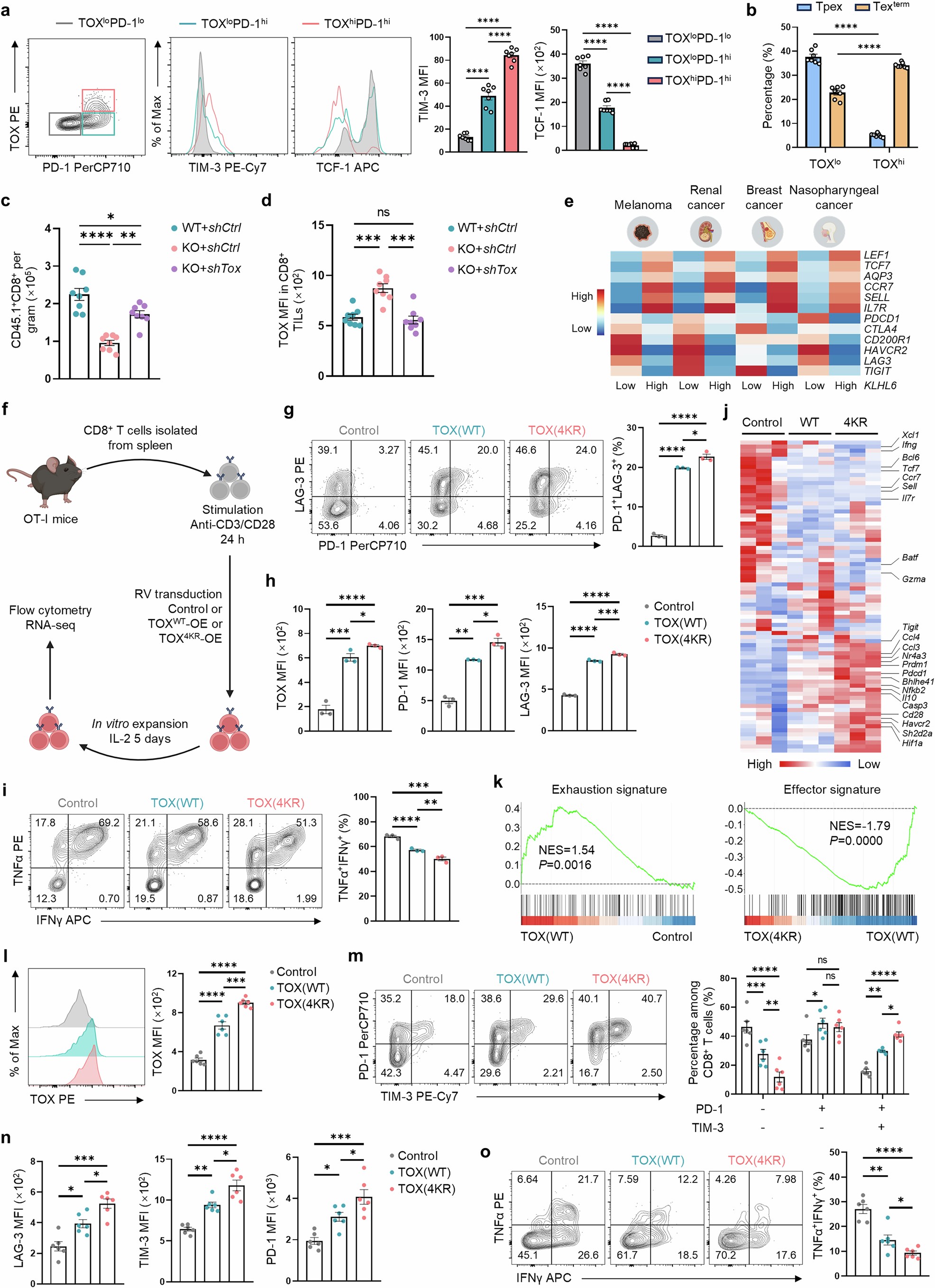 Extended Data Fig. 10: A TOX mutant resistant to KLHL6-mediated degradation reinforces the exhaustion phenotype in T cells.