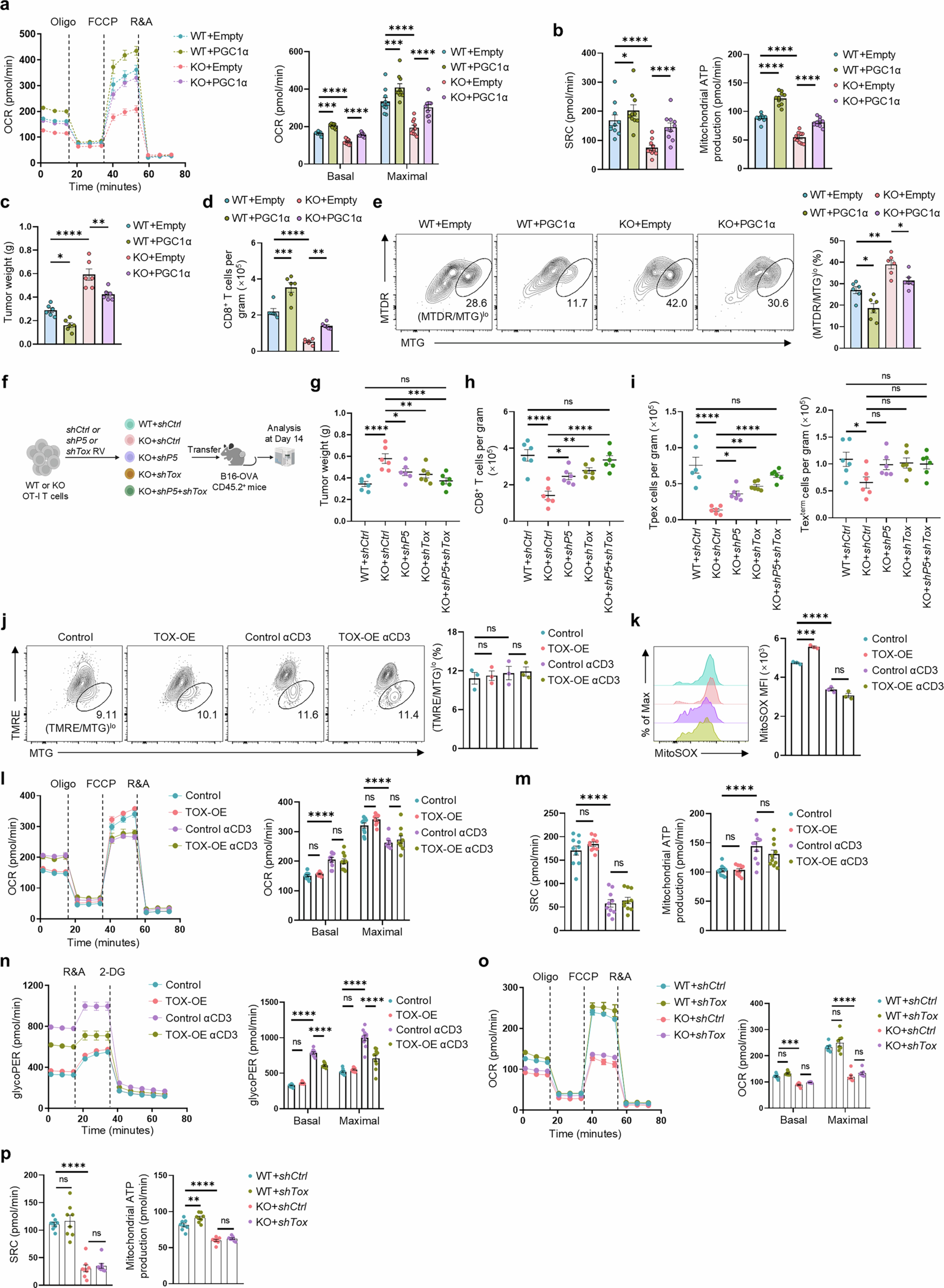 Extended Data Fig. 12: TOX and mitochondrial fitness are key mediators of KLHL6-driven anti-tumour immune responses.