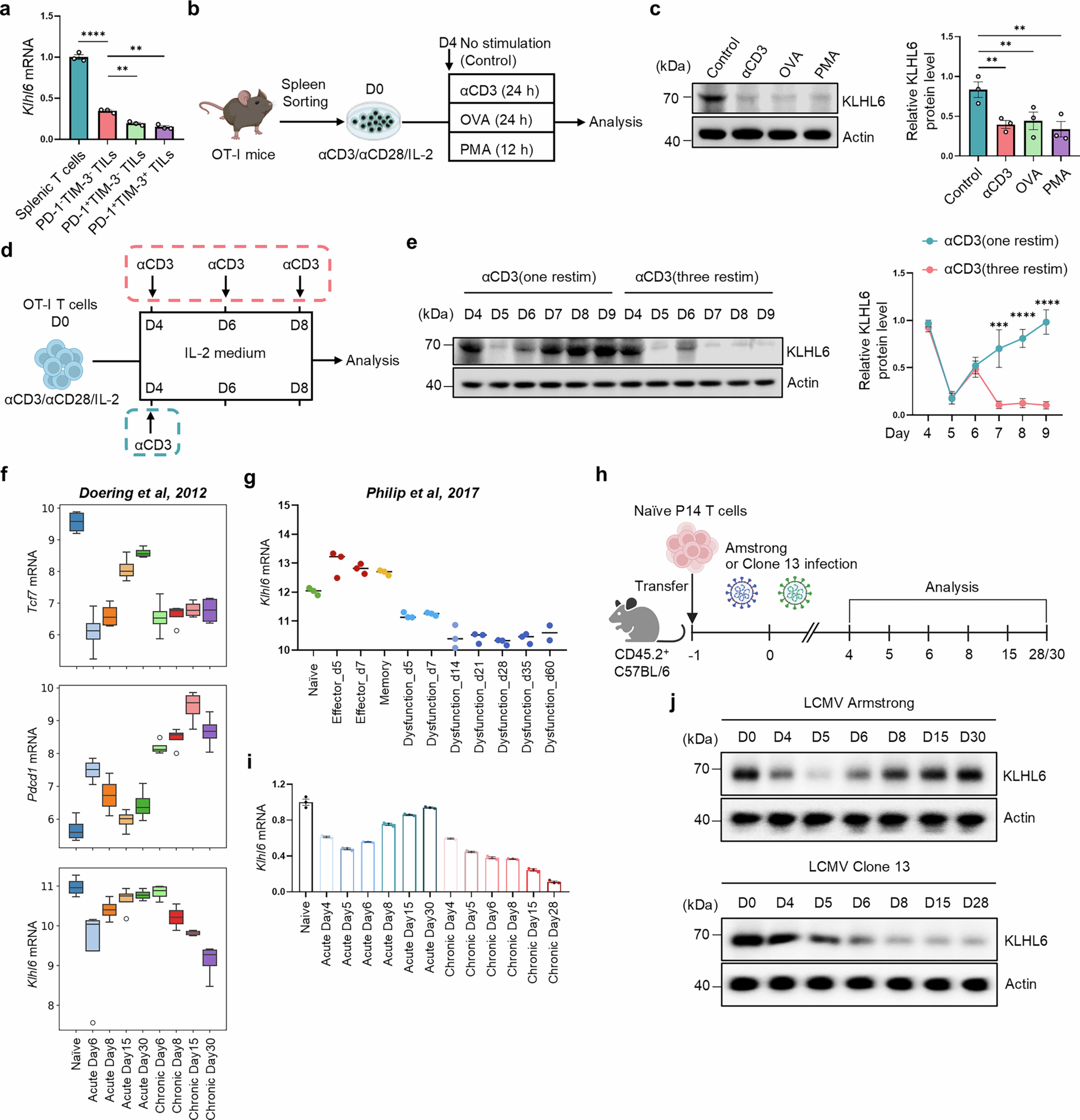 Extended Data Fig. 4: TCR stimulation downregulates KLHL6 level.
