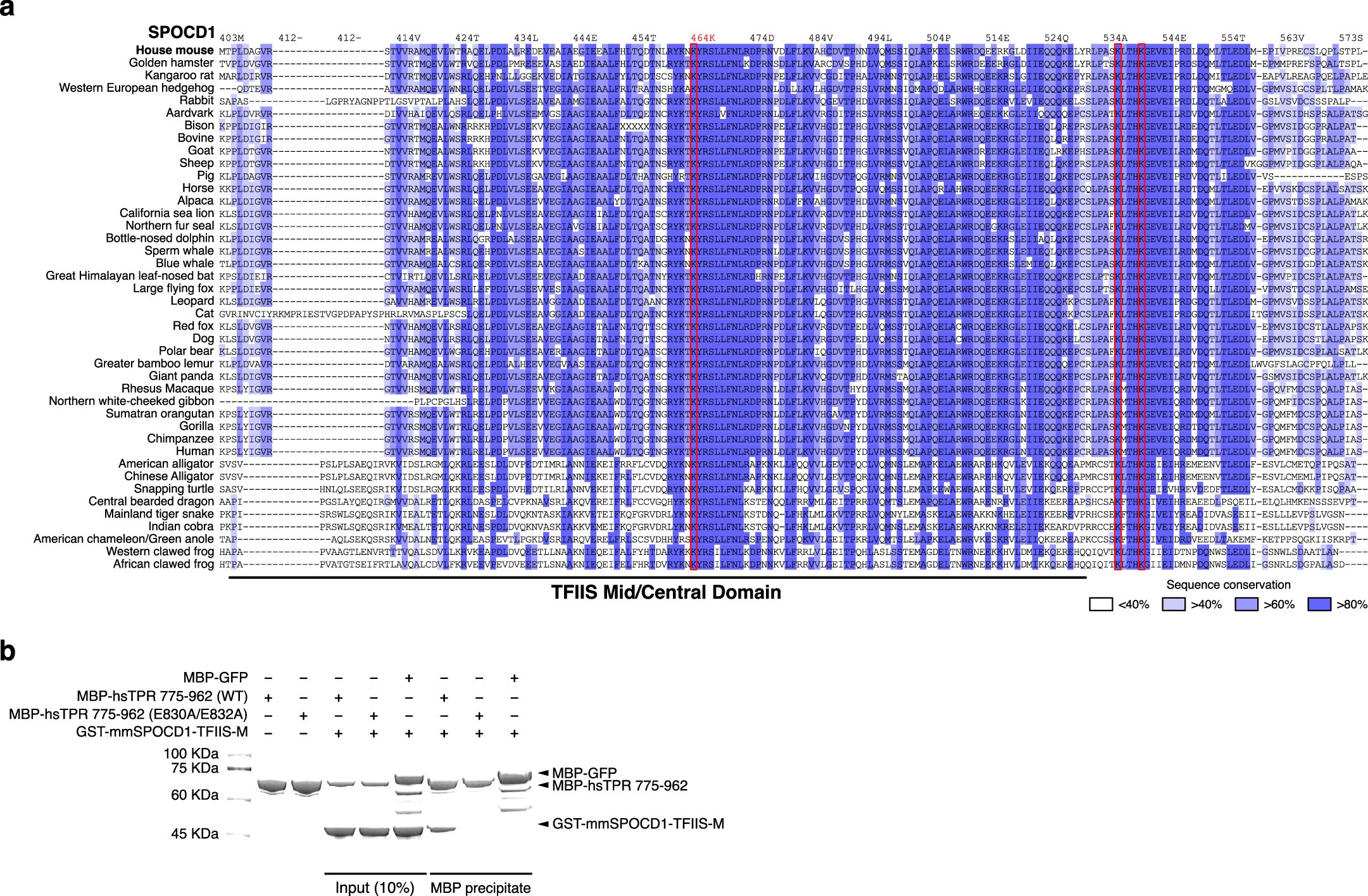 Extended Data Fig. 4: SPOCD1-K464A does not interact with TPR.