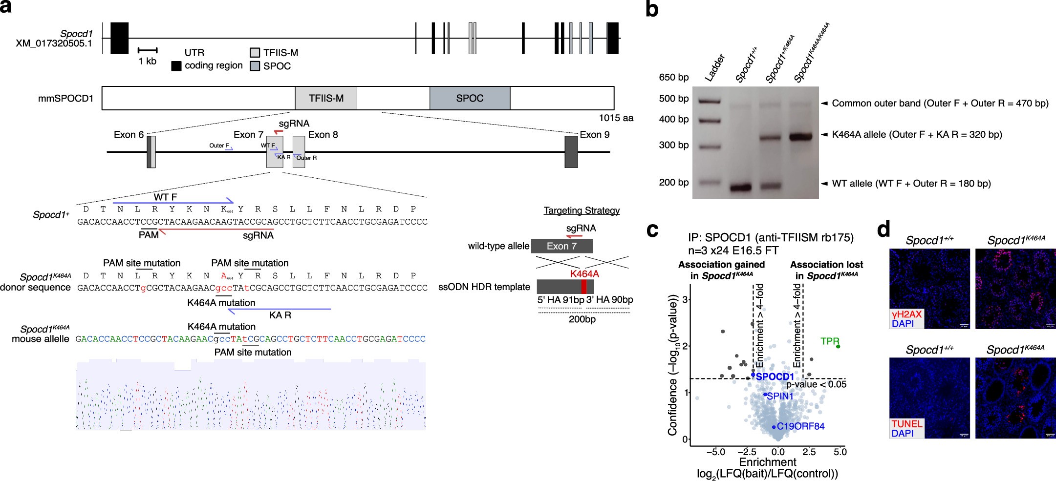 Extended Data Fig. 5: The Spocd1K464A mouse allele.