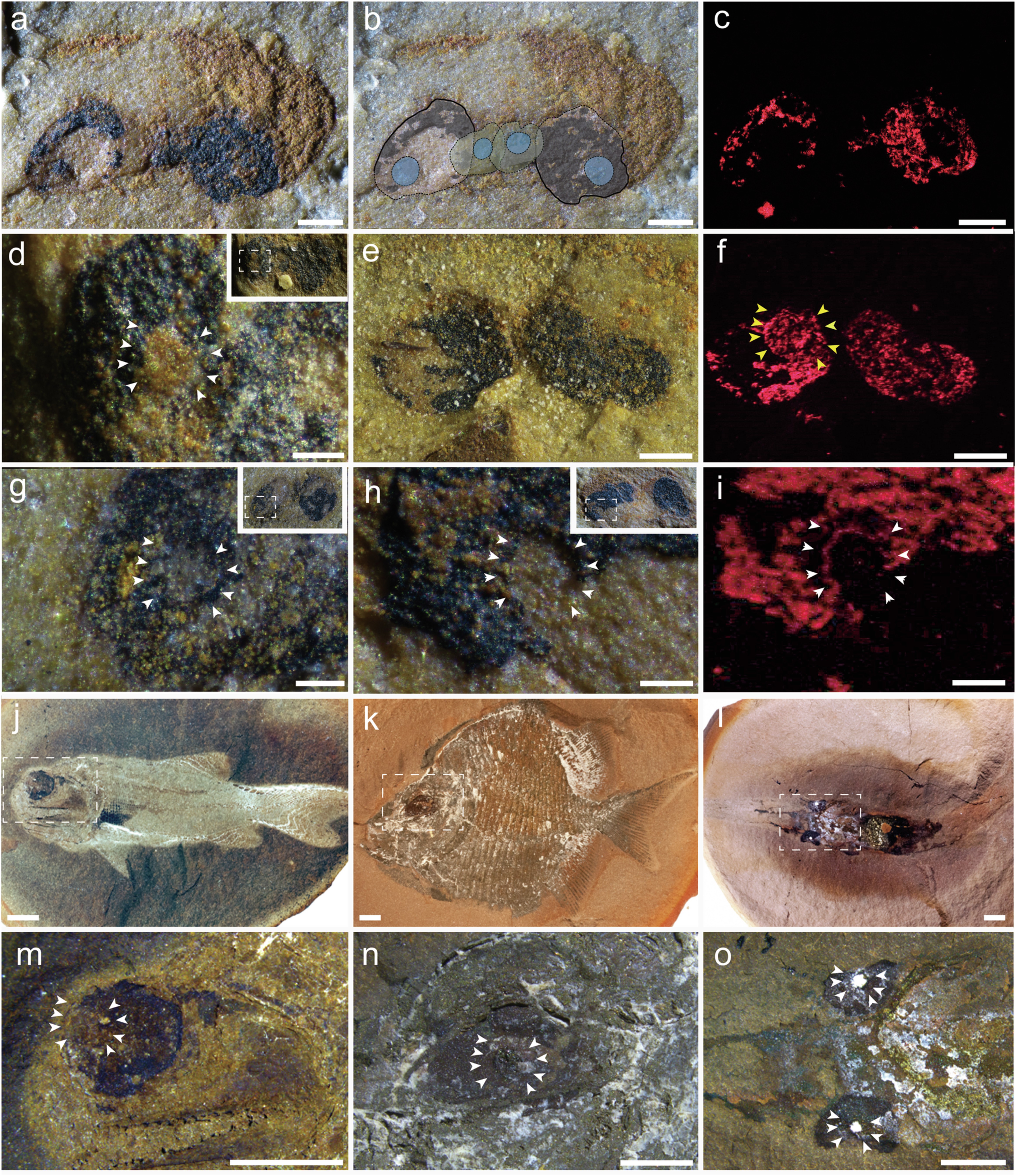 Extended Data Fig. 1