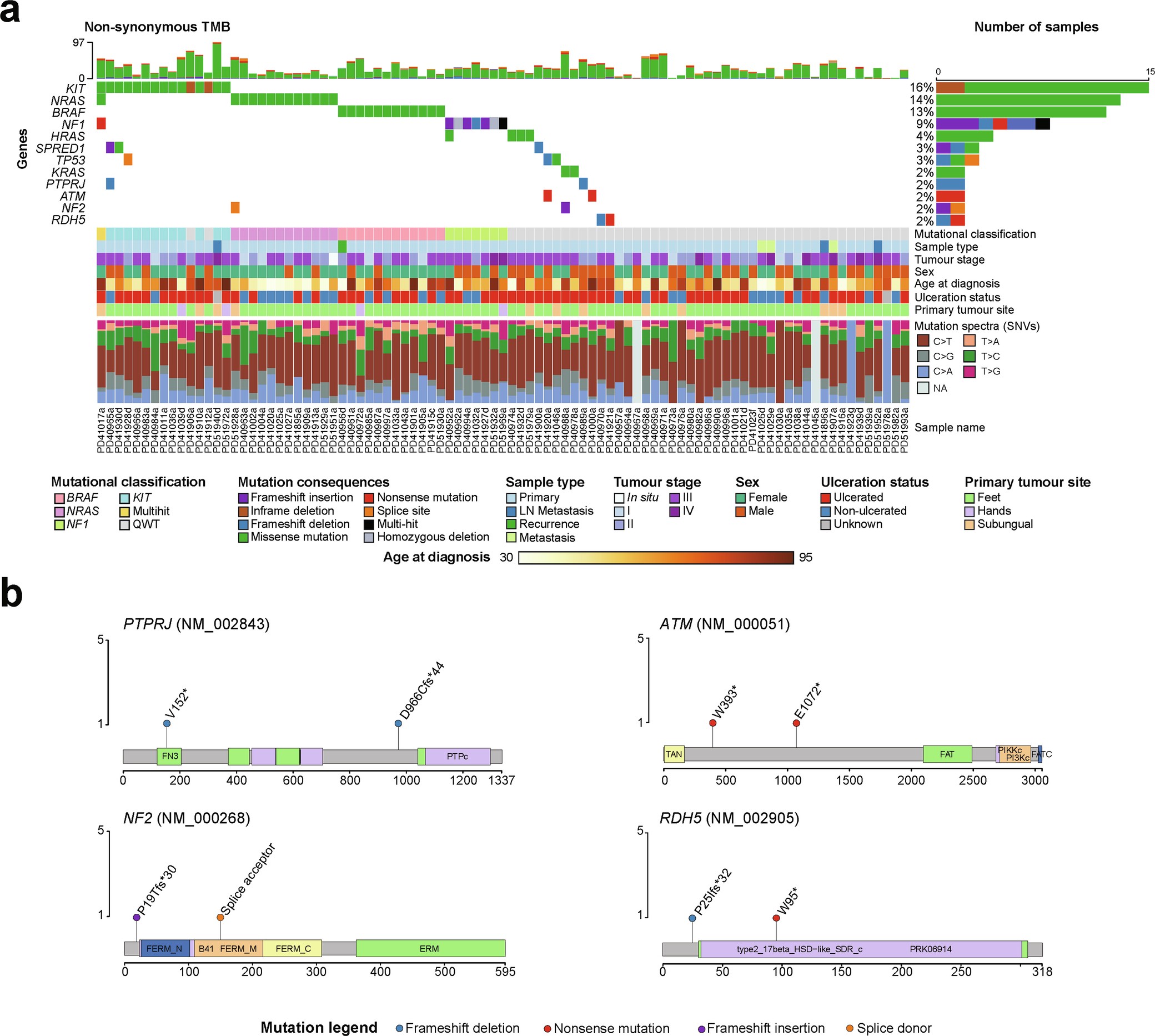 Extended Data Fig. 2: Somatic landscape of all acral melanoma samples, one selected per patient (n = 91).
