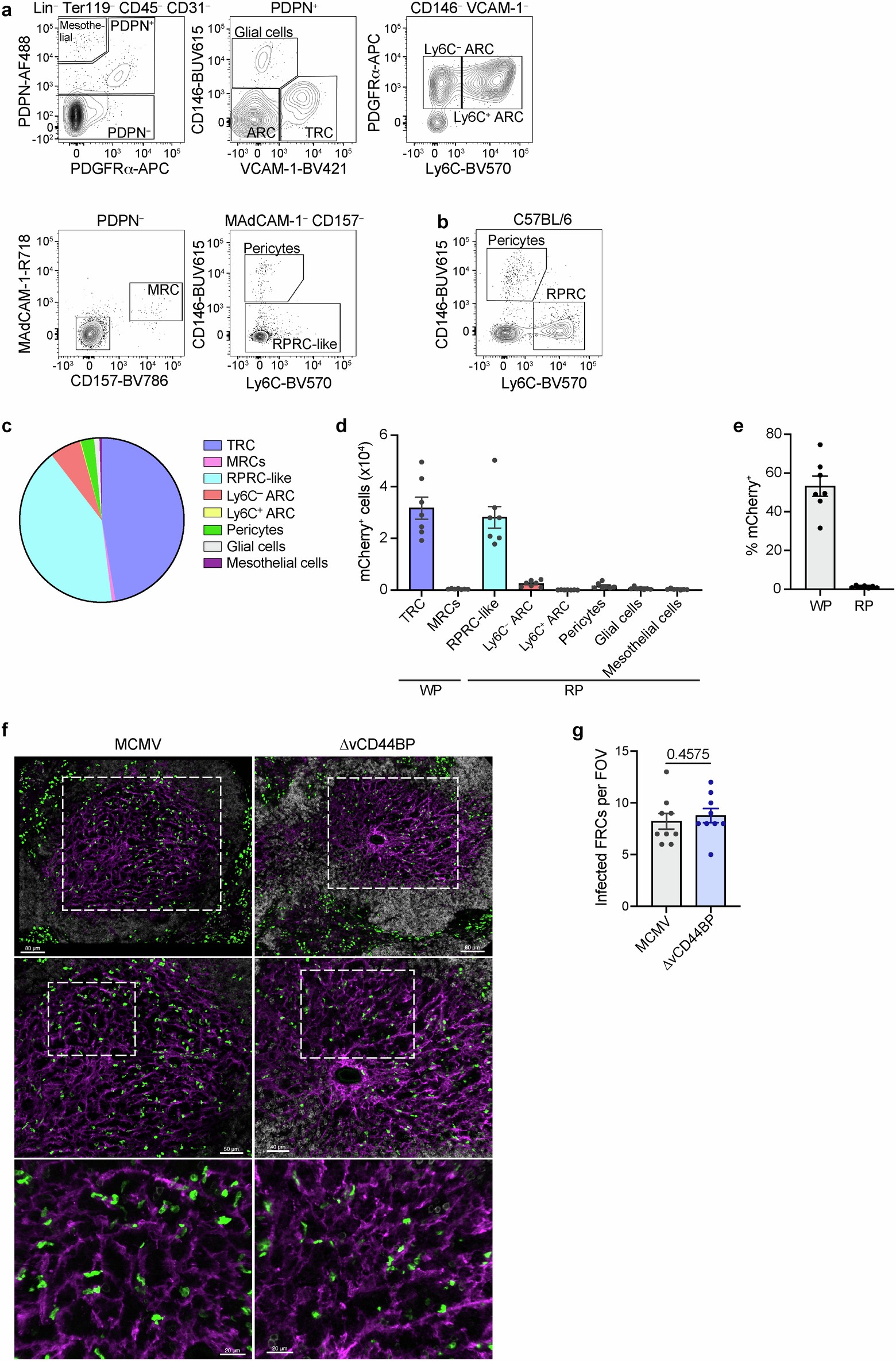 Extended Data Fig. 5: FRCs in the splenic WP are a major target of MCMV infection.