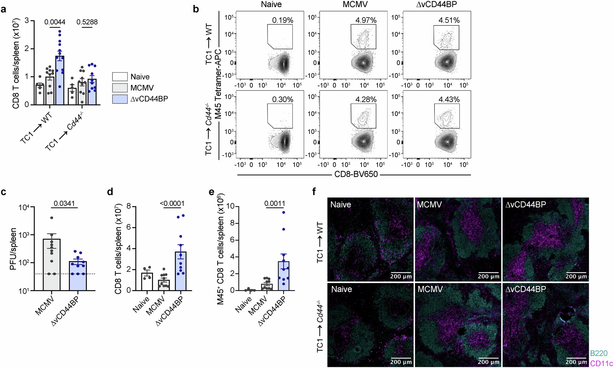 Extended Data Fig. 7: Stromal CD44 affects DC migration and antiviral CD8 T cell responses.