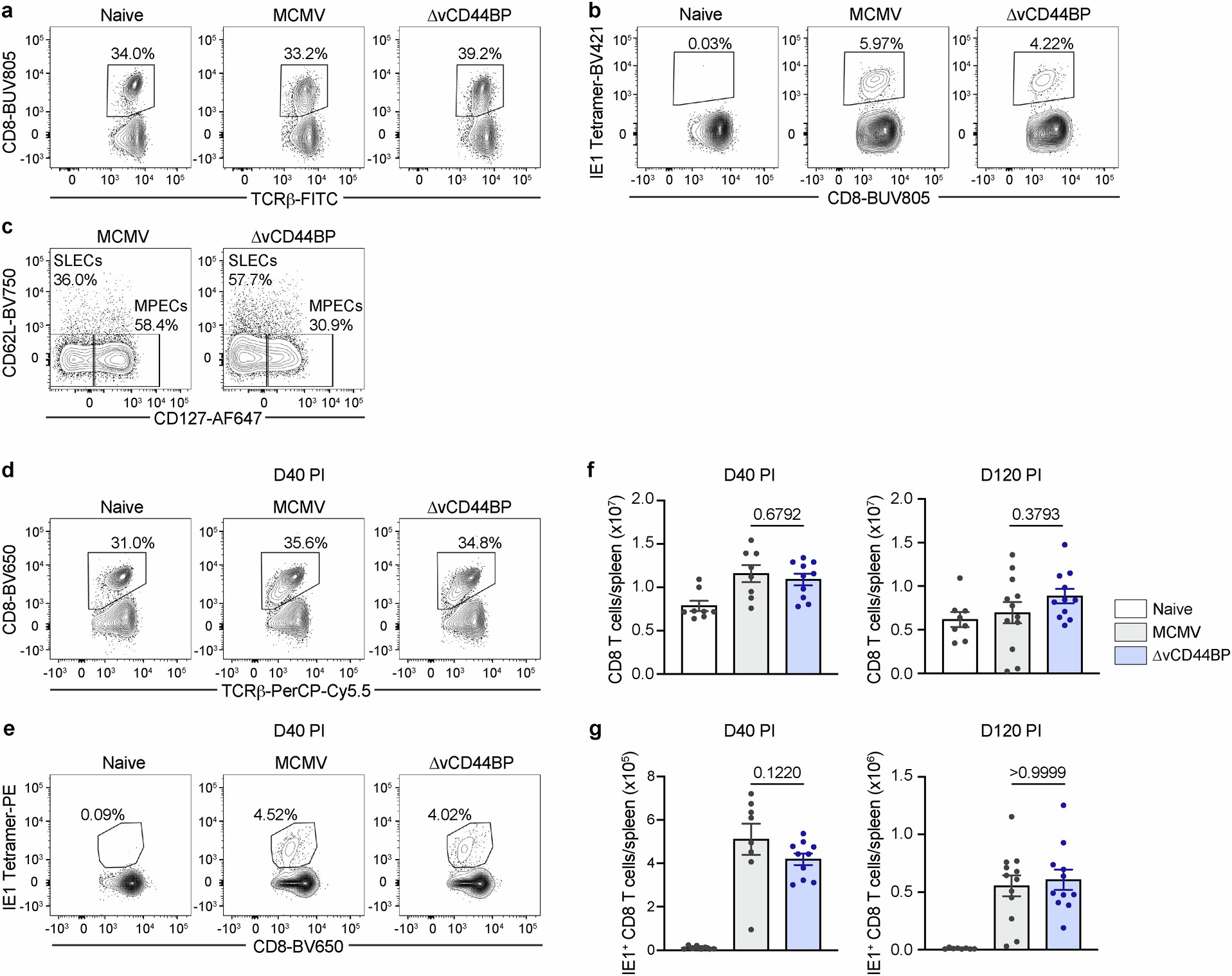 Extended Data Fig. 3: vCD44BP constrains effector but not memory CD8 T cell numbers.