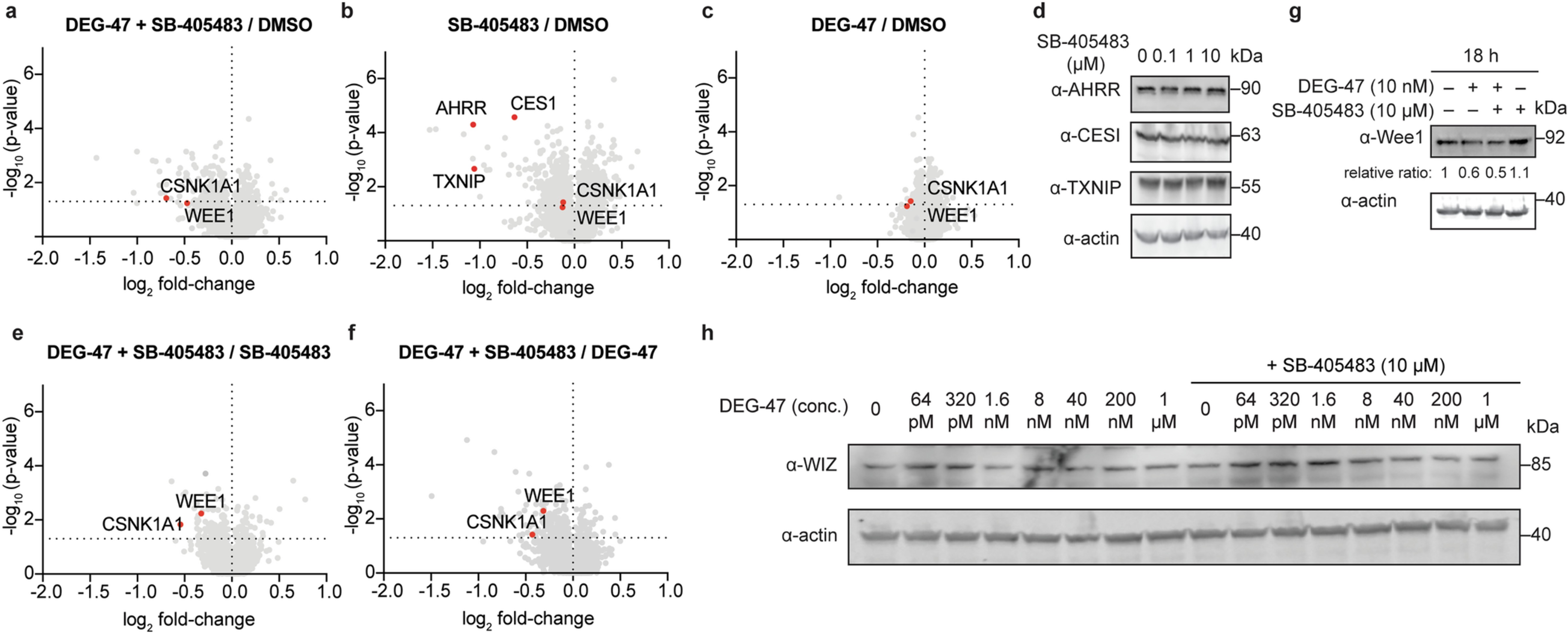 Extended Data Fig. 4: Supplemental global proteomics volcano plots and substrate validation with DEG-47 in the presence and absence of 10 µM SB-405483.