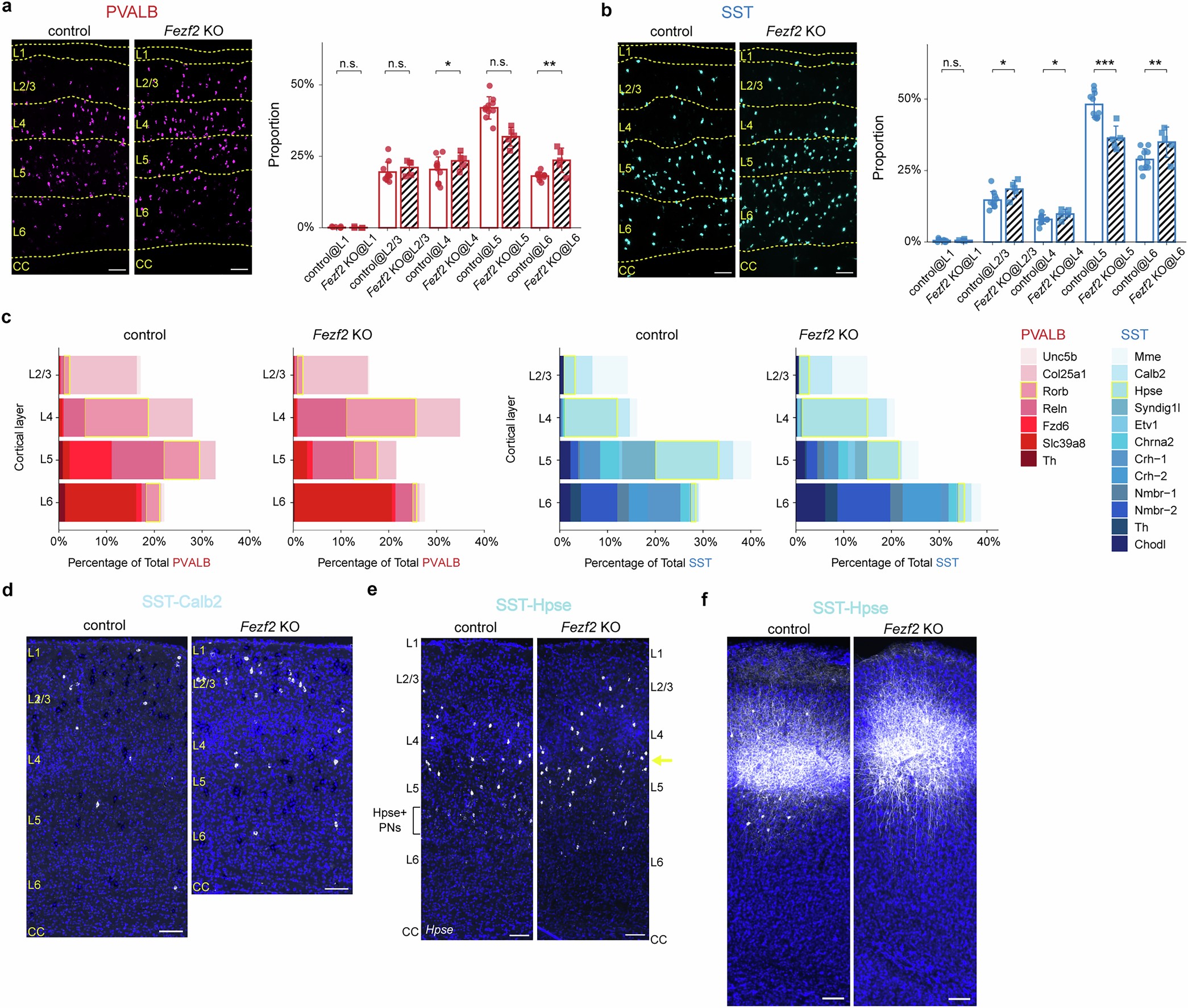 Extended Data Fig. 6: Fezf2 deletion causes a spatial redistribution of mid-layer interneuron subtypes.