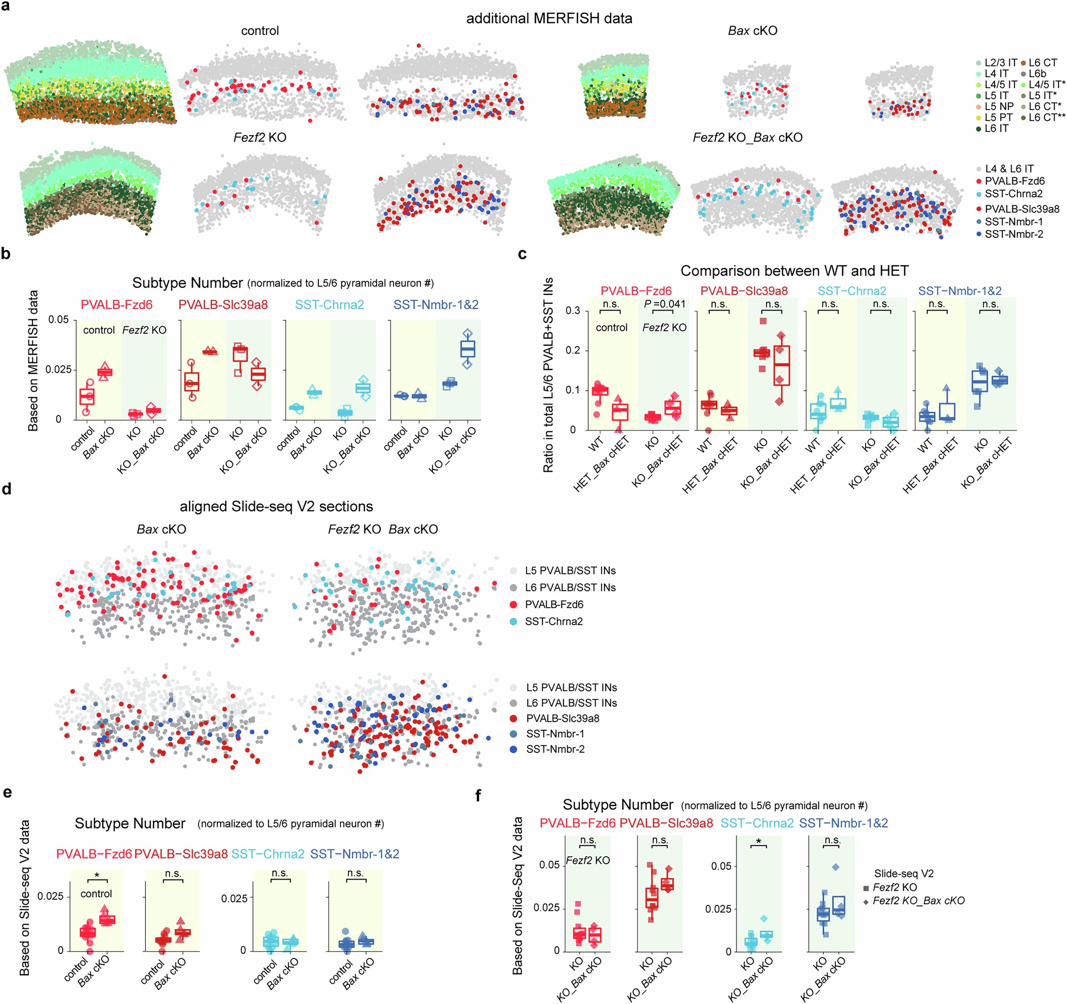 Extended Data Fig. 8: Spatial transcriptomics analysis of Bax removal in PVALB and SST interneurons.