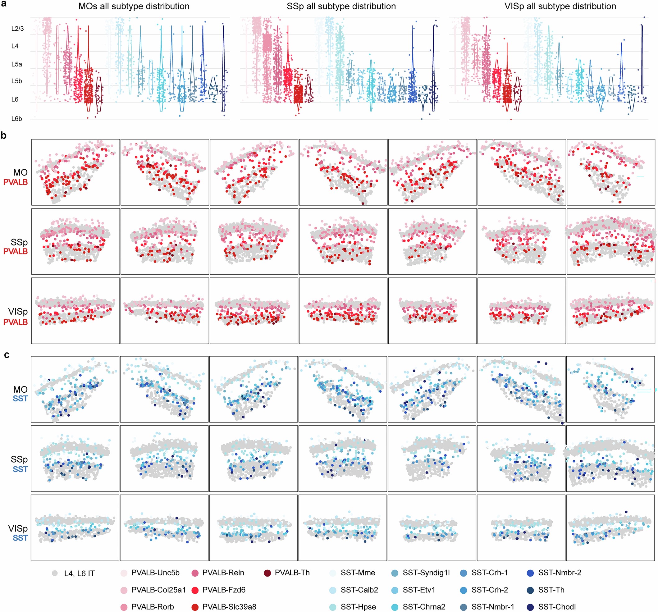 Extended Data Fig. 3: PVALB and SST interneuron subtypes show stereotyped laminar distributions.
