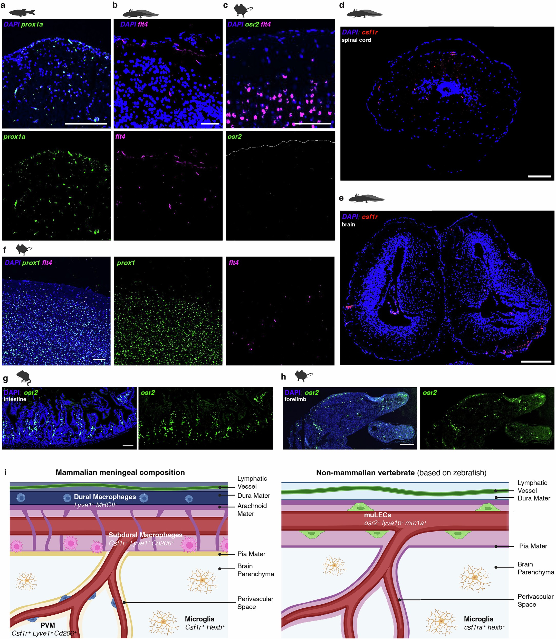 Extended Data Fig. 9: Additional data related to key findings in Fig. 4.