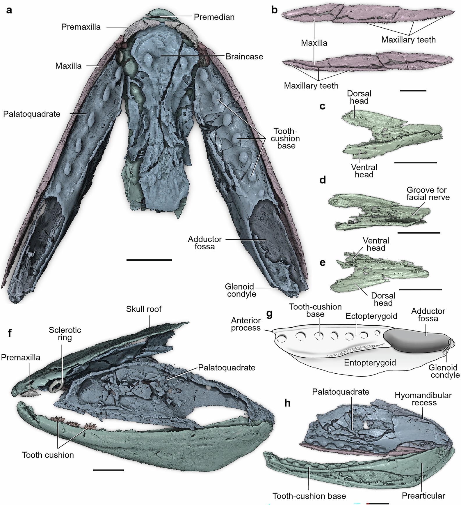 Extended Data Fig. 5: 3D restoration of the articulated head of M. amblyodus (IVPP V18499.4), showing the palatoquadrate, cheek and hyomandibula.