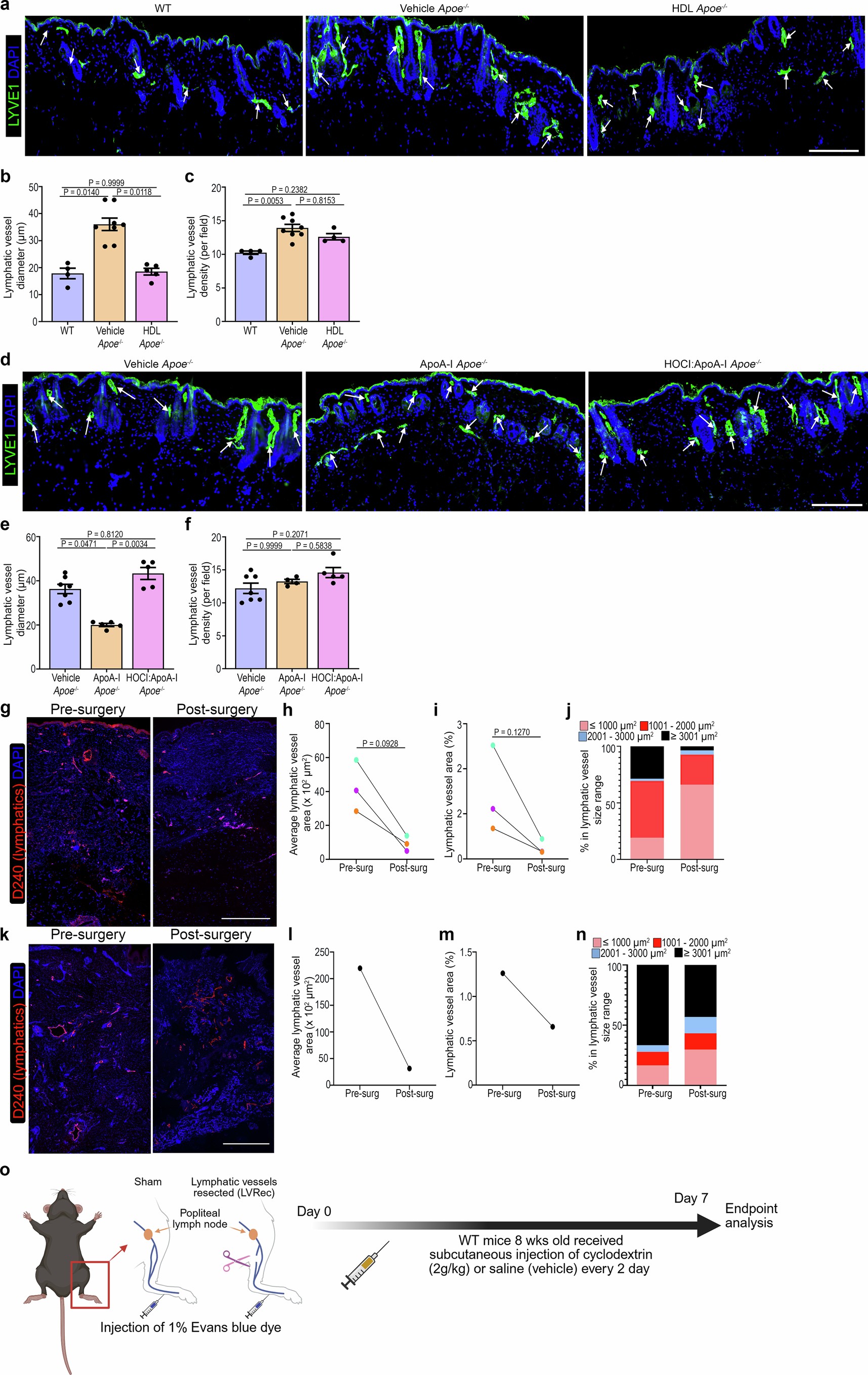 Extended Data Fig. 11: Relieving cholesterol deposition promotes lymphatic vessels regeneration.