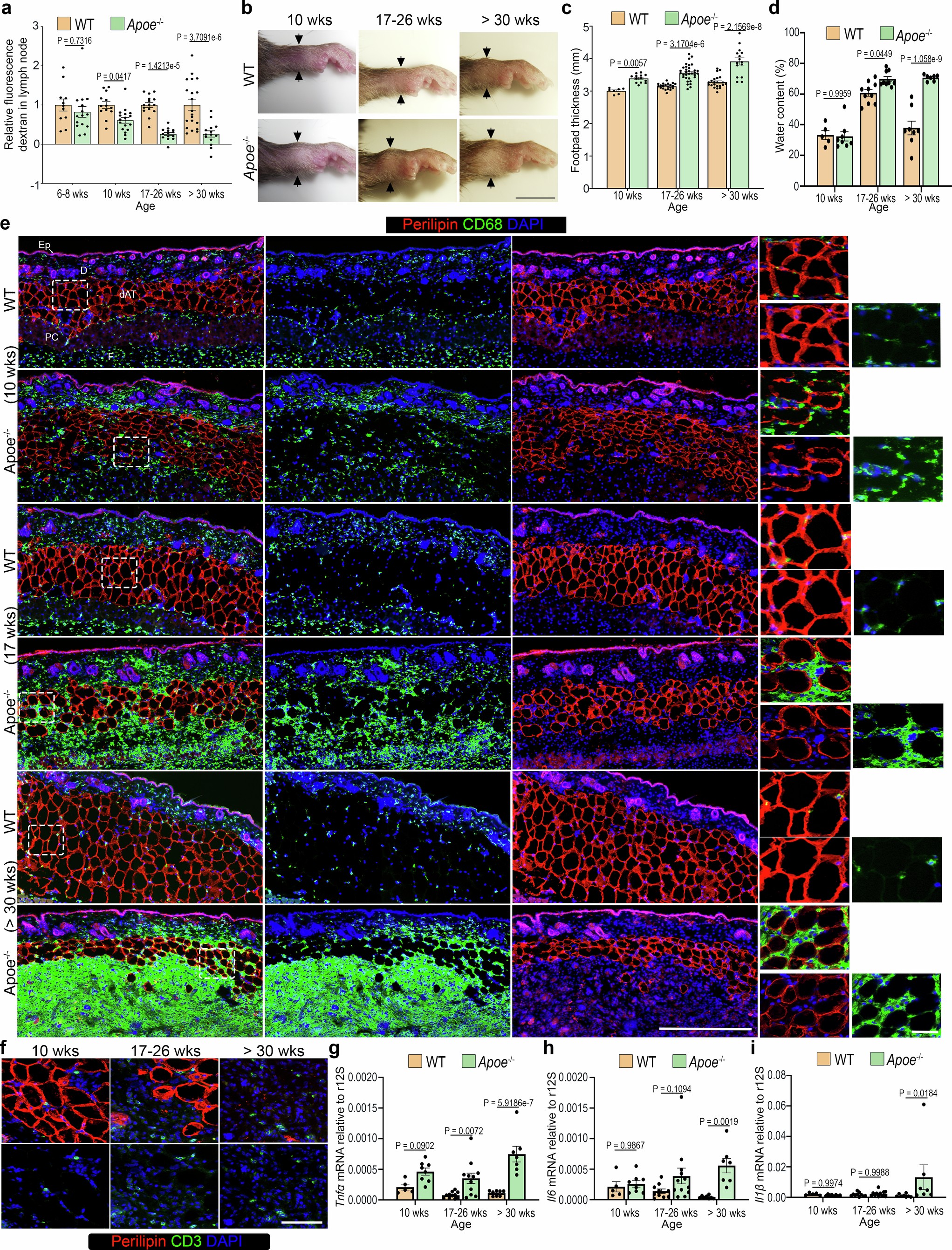 Extended Data Fig. 3: Lymphatic insufficiency in Apoe−/− mice reproduces most features of LE pathology.