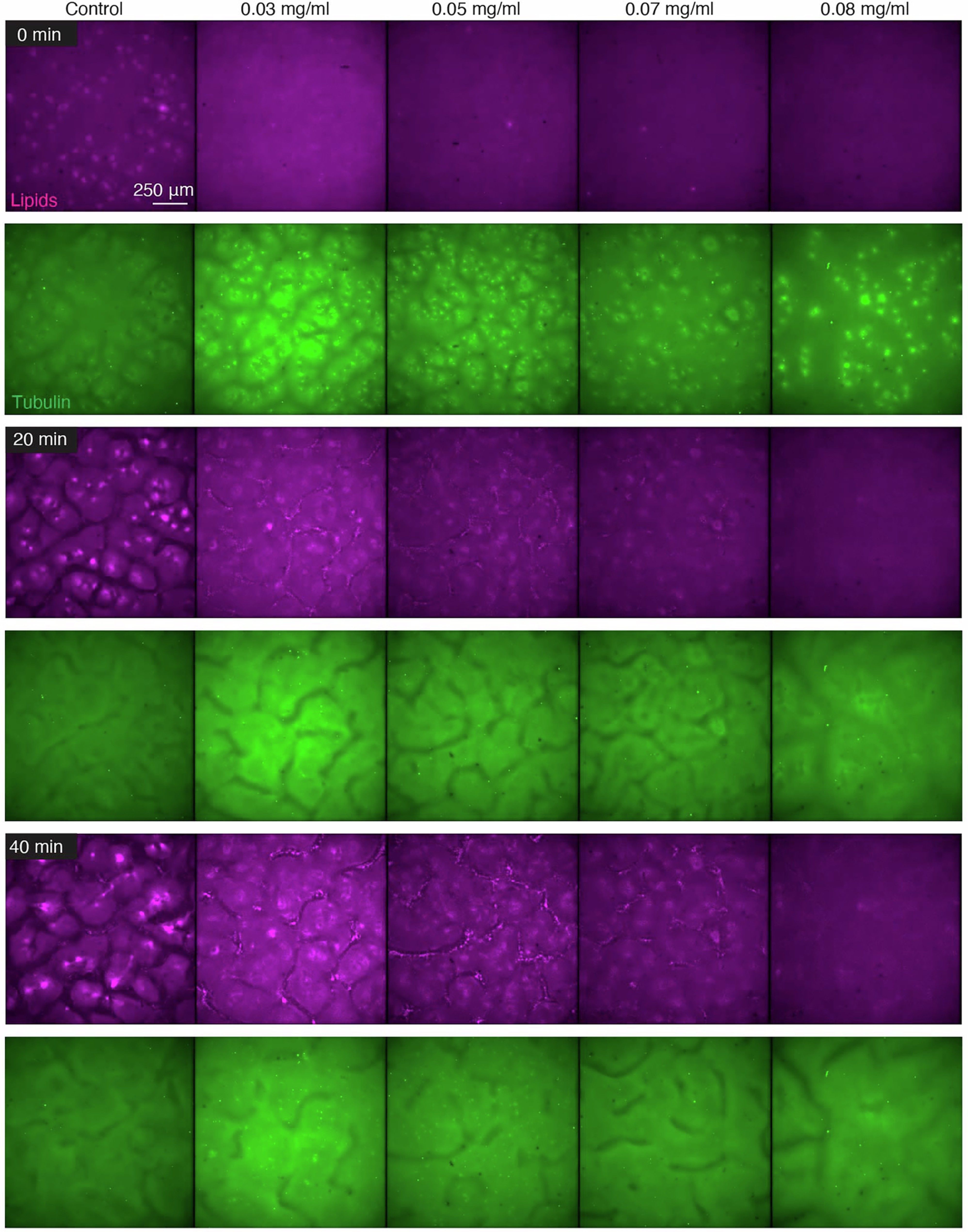 Extended Data Fig. 5: Partial and full inhibition of transport with titrations of dynein inhibition.