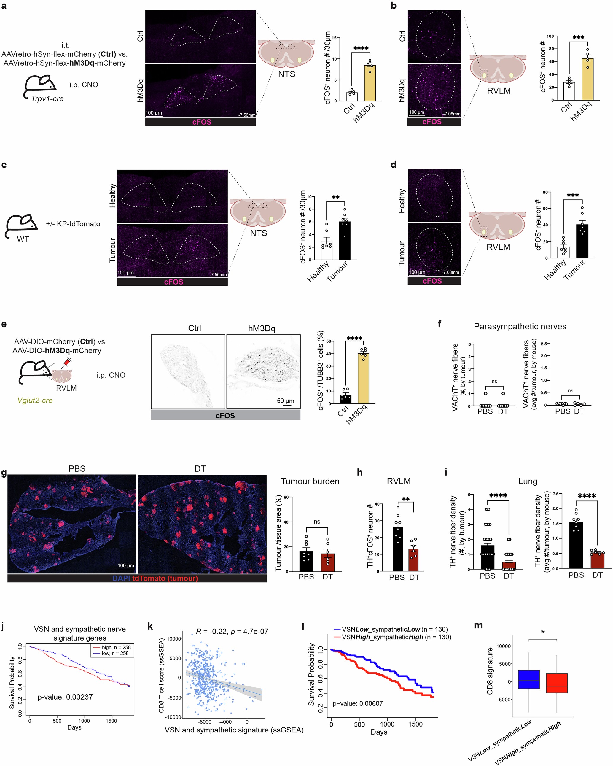 Extended Data Fig. 8: LUAD co-opts the VSN-to-RVLM interoceptive pathway.