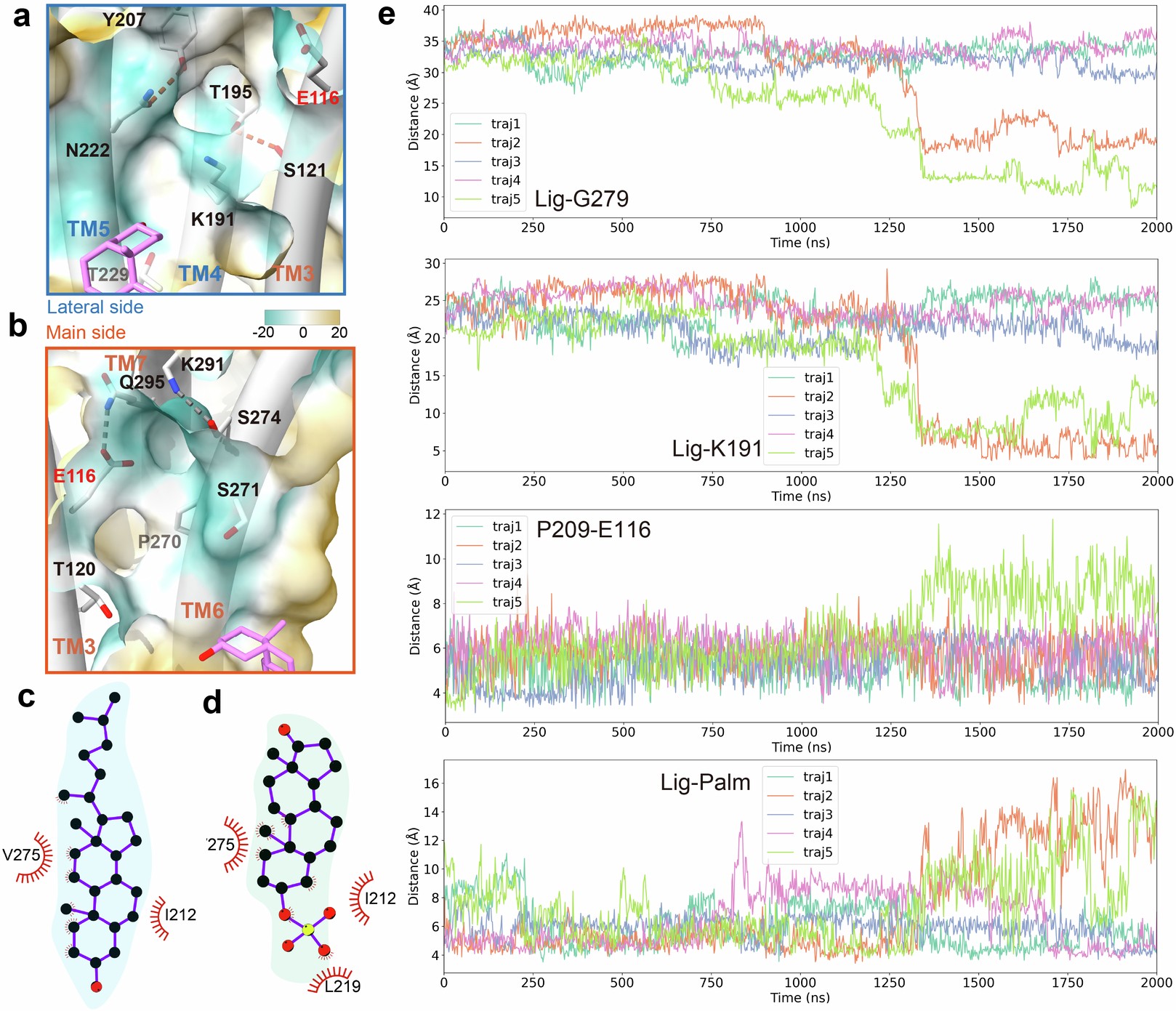 Extended Data Fig. 6: Inner face key residues at the potential extracellular binding site.