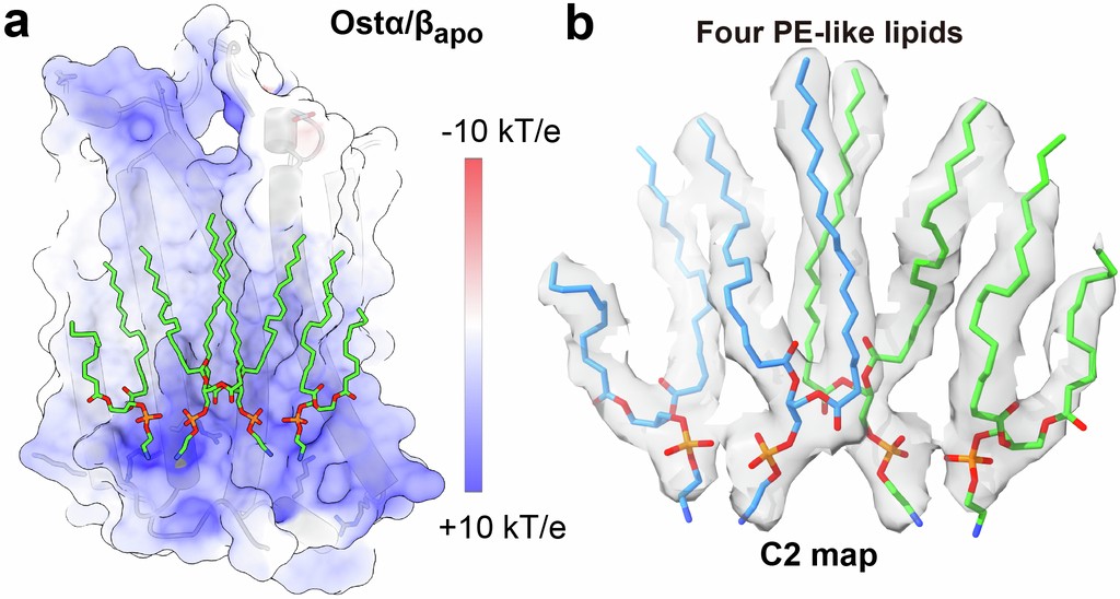 Extended Data Fig. 7: Lipids binding at the Ostα-Ostα’ interface.
