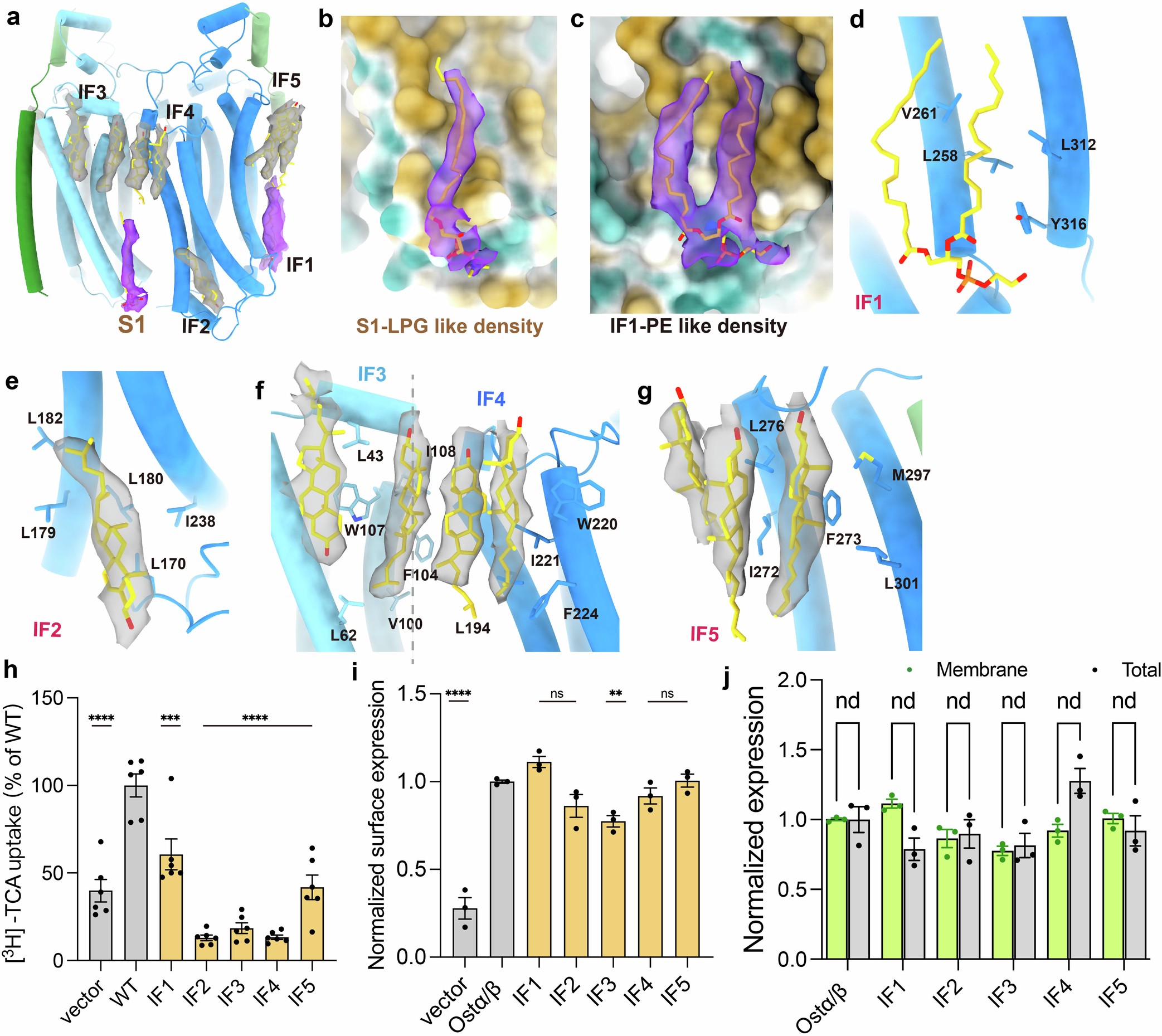 Extended Data Fig. 9: Representative lipid-like densities in the Ostα/βapo structure.