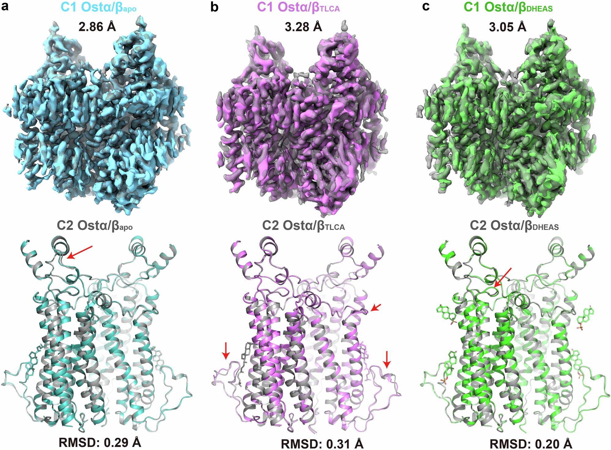 Extended Data Fig. 3: Comparison of 3D maps and models refined with C1 and C2 symmetry.