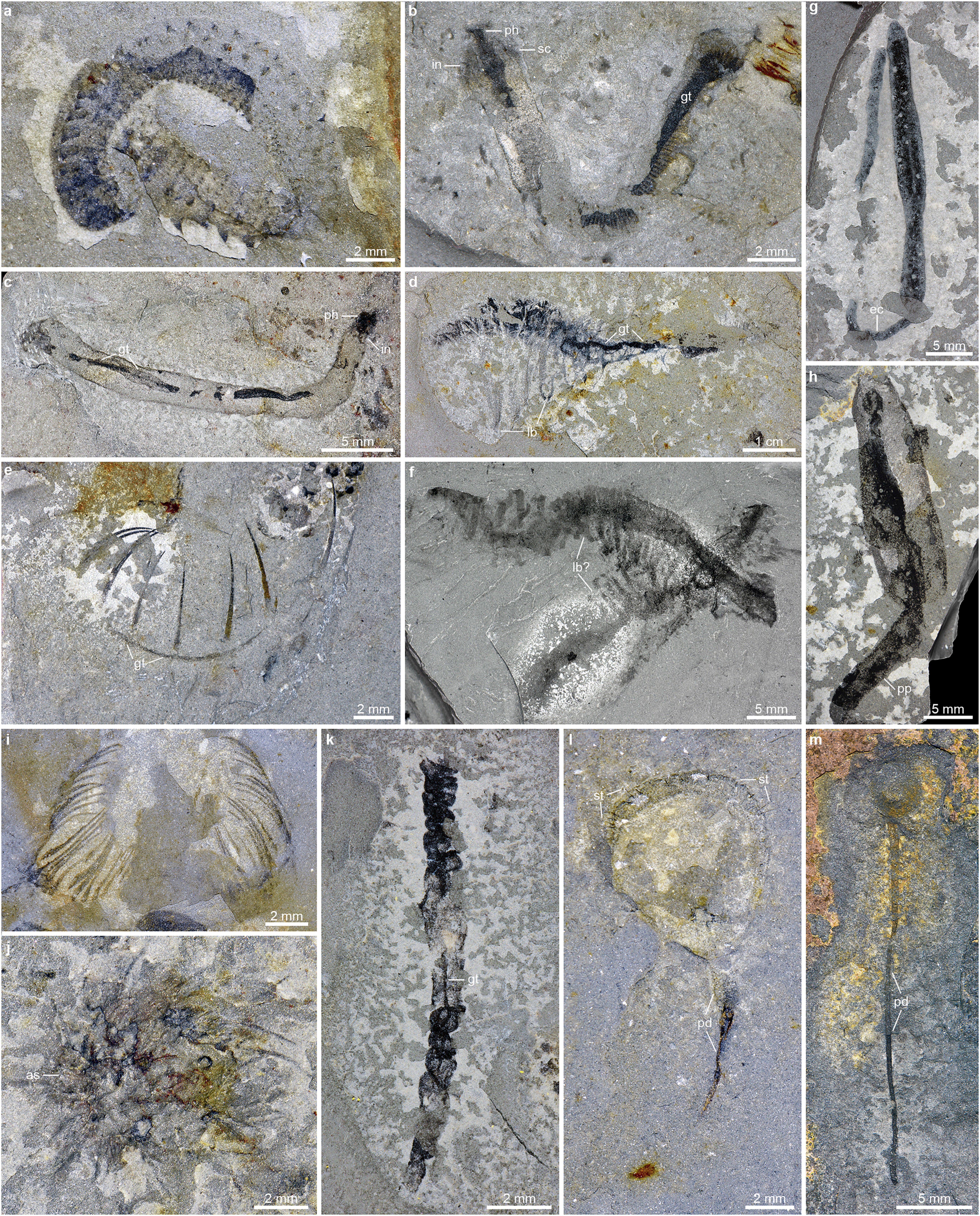 Extended Data Fig. 6: Additional ecdysozoans and spiralians from the Huayuan biota.