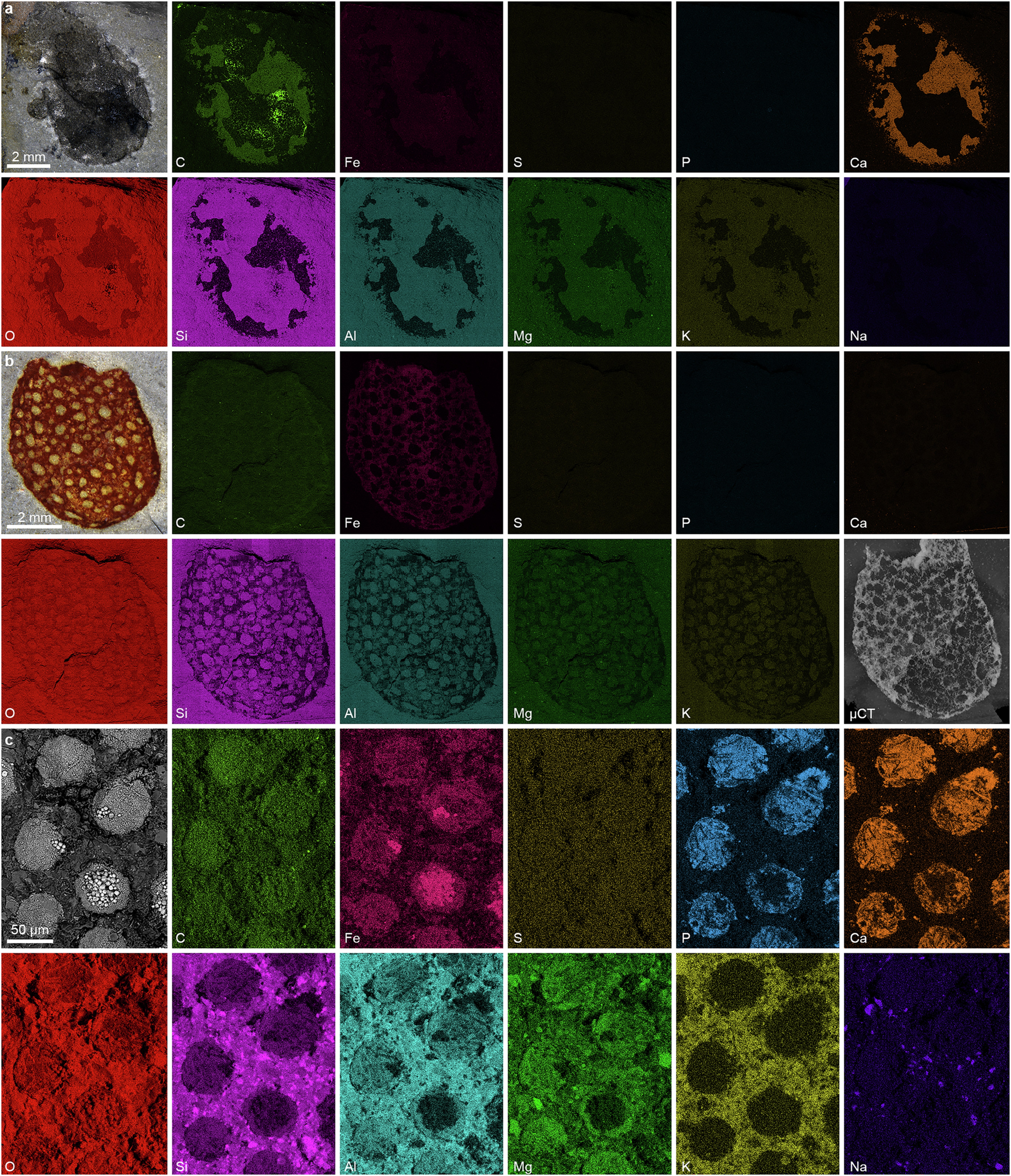 Extended Data Fig. 7: Fossil preservation of the Huayuan biota revealed by scanning electron microscopic energy dispersive spectroscopy (SEM-EDS) and X-ray microcomputed tomography (μCT).