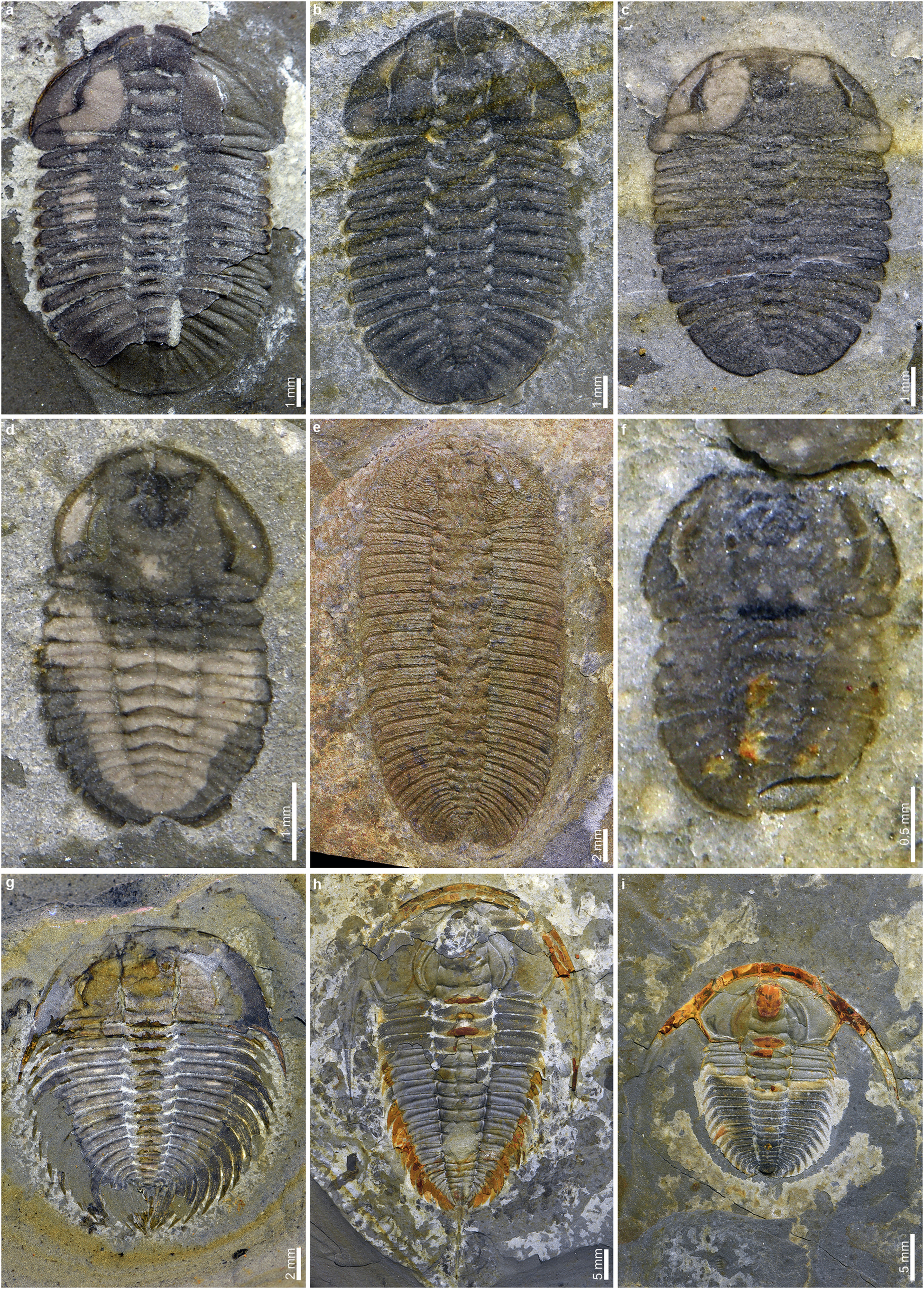 Extended Data Fig. 3: Trilobite arthropods from the Huayuan biota.
