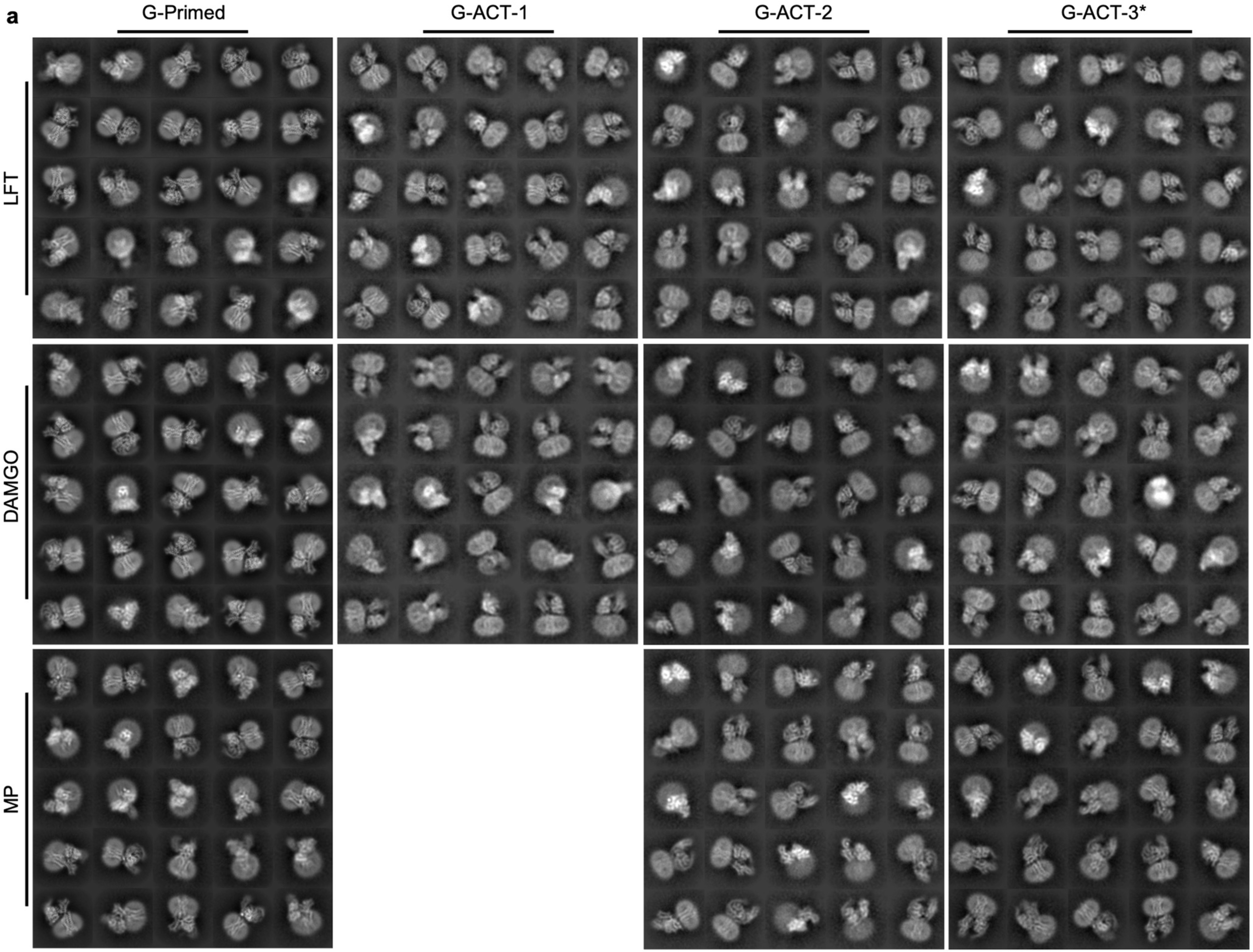Extended Data Fig. 9: Two-dimensional class averages for the main MOR–Gi baseline and intermediate states.