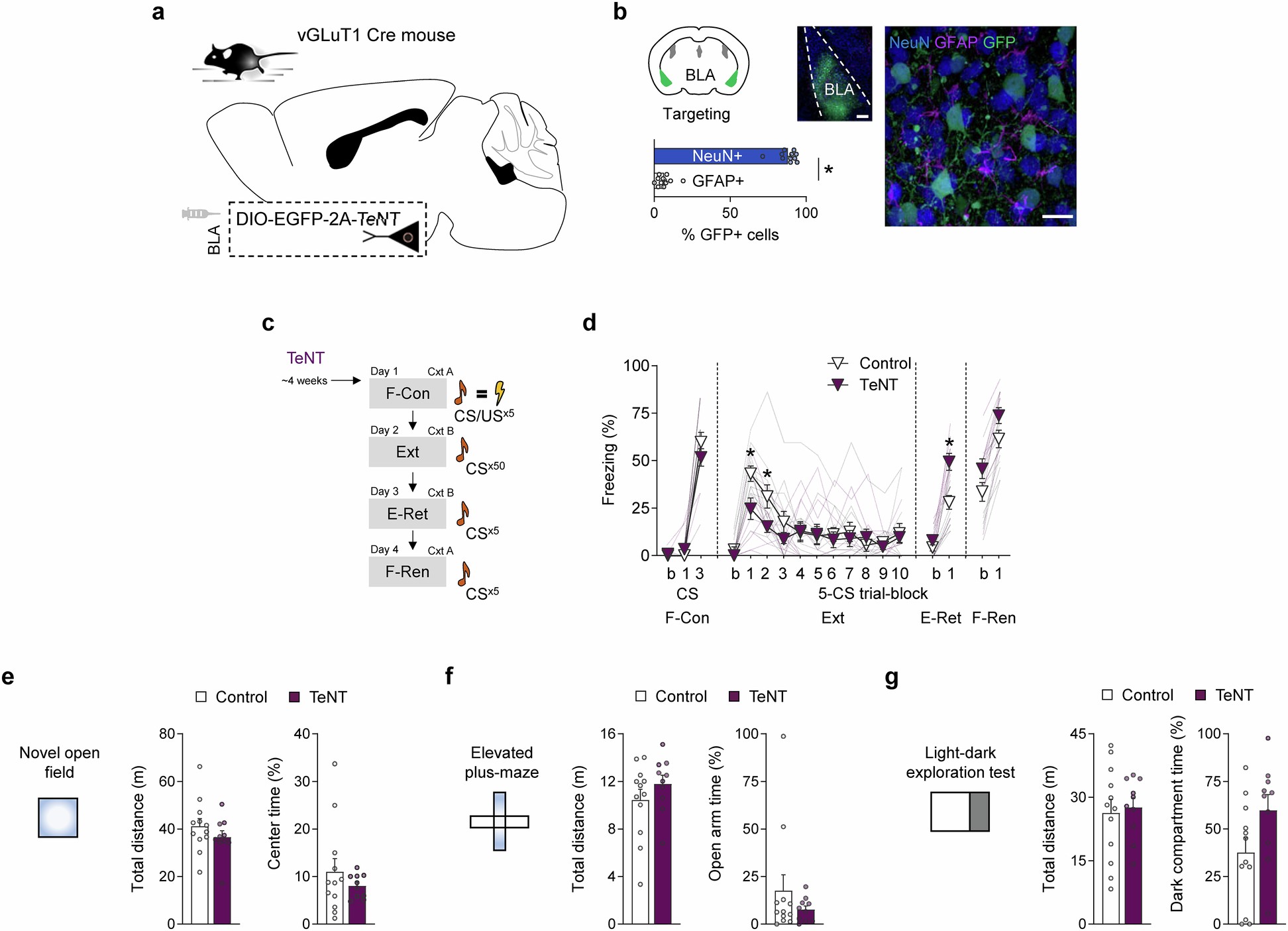 Extended Data Fig. 10: Effect of inhibiting neuronal synaptic transmission.