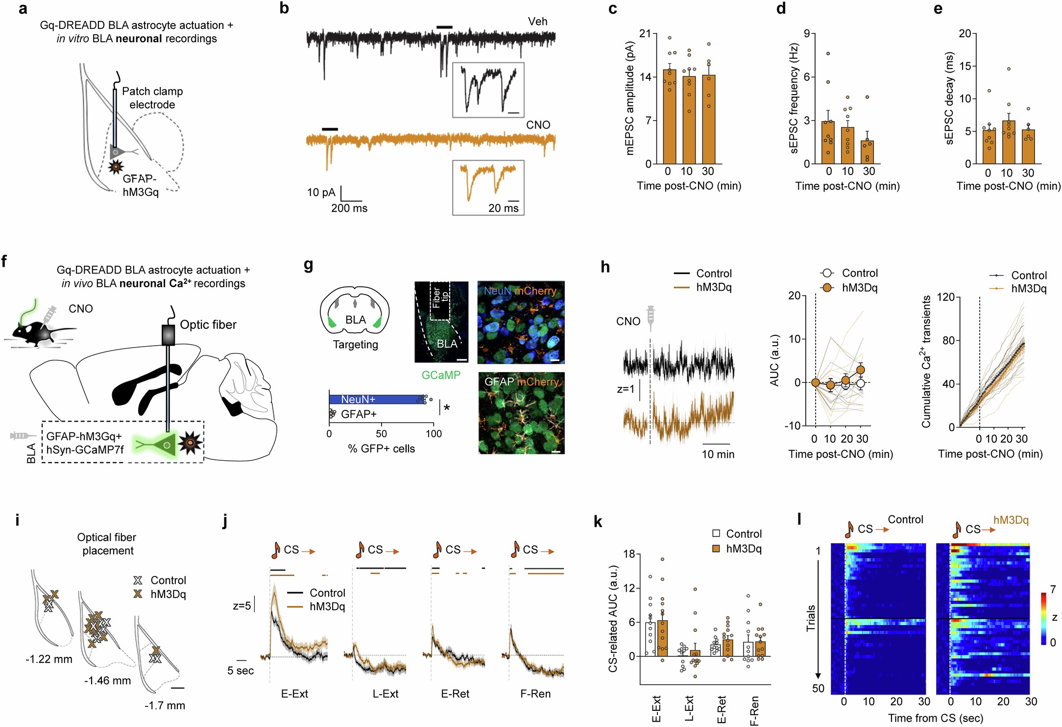 Extended Data Fig. 11: Chemogenetic manipulation of astrocyte Ca2+ on neuronal activity.