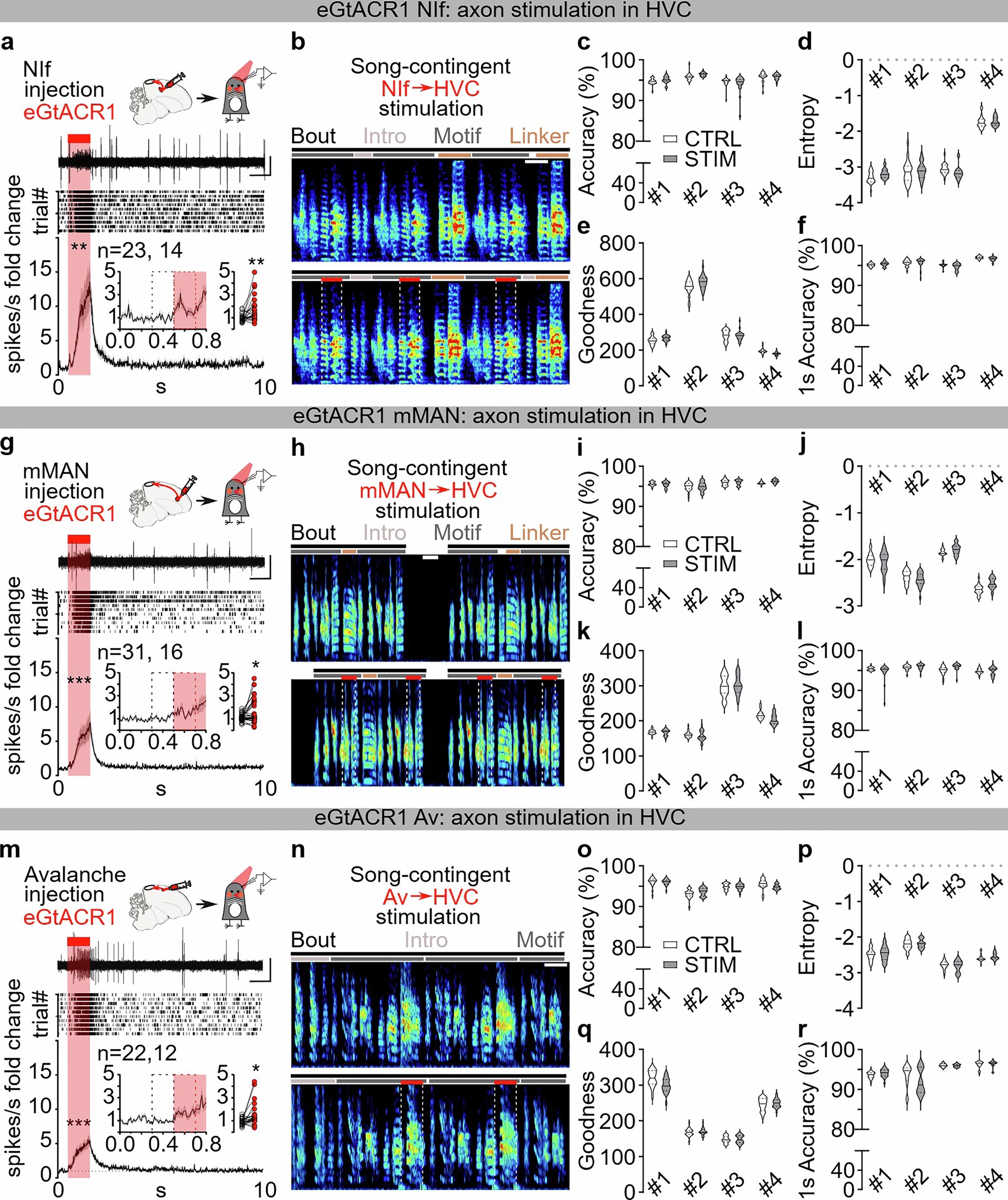 Extended Data Fig. 5: Optogenetic stimulation of pallial afferents to HVC does not disrupt the song motif.